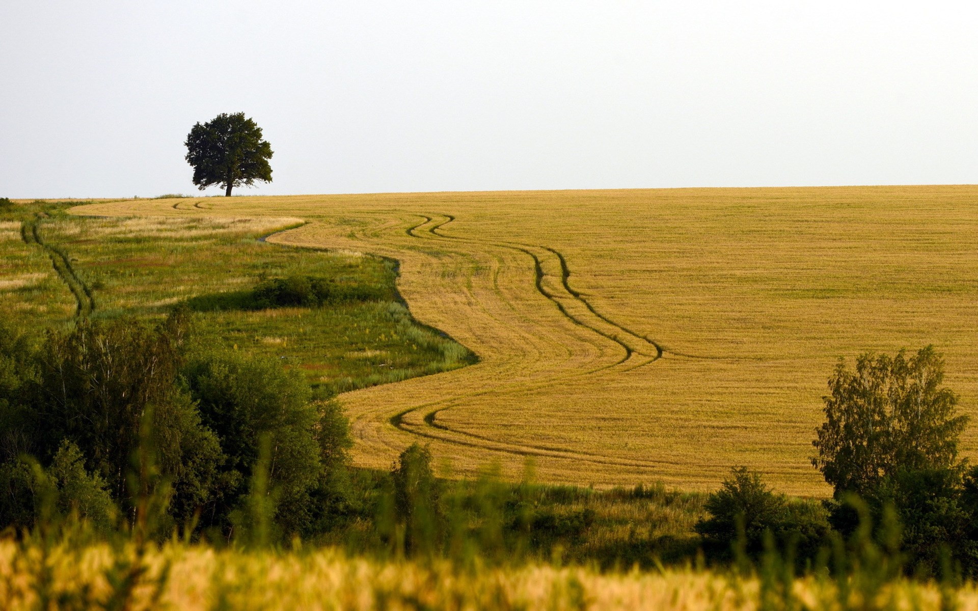 A lone tree on a golden field with tire tracks HD Wallpaper