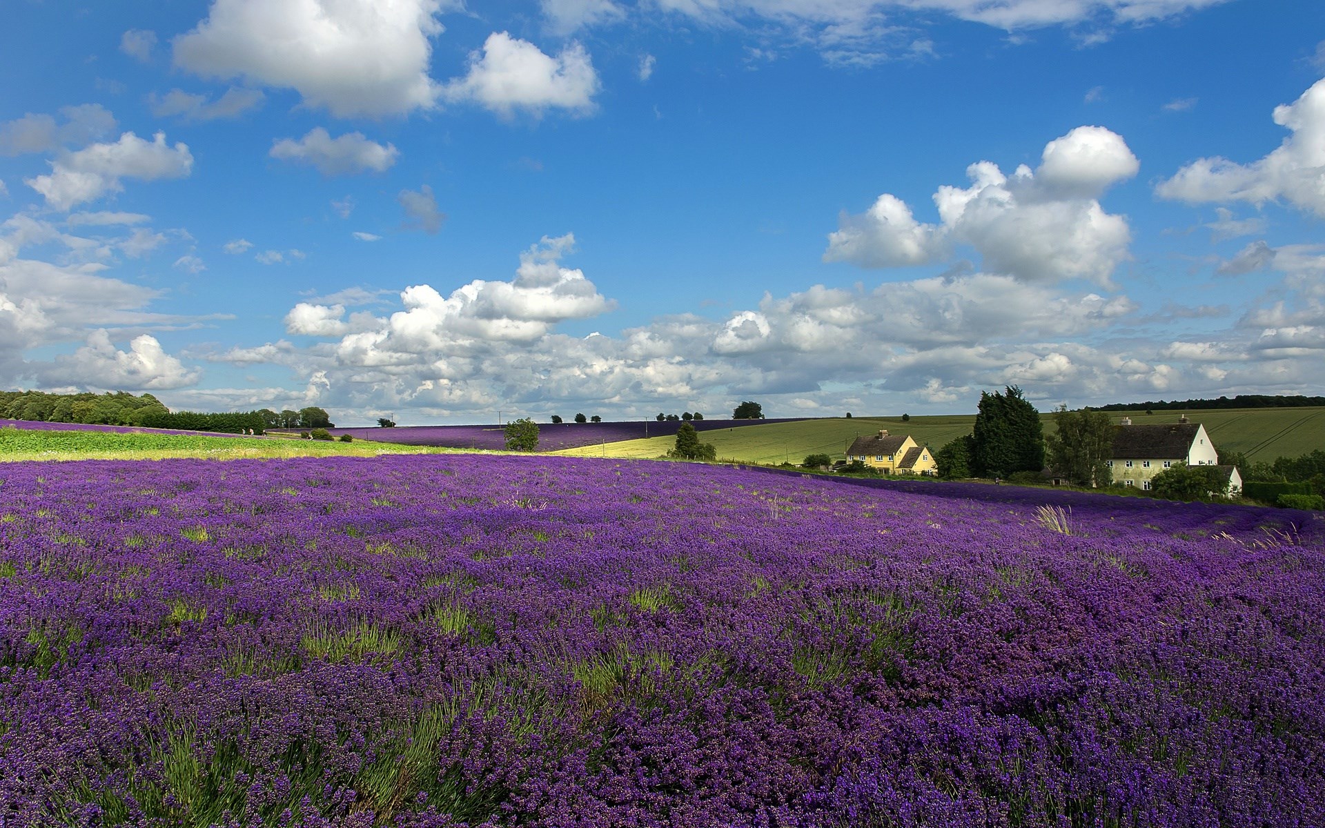 Lavender field with houses and clouds HD Wallpaper