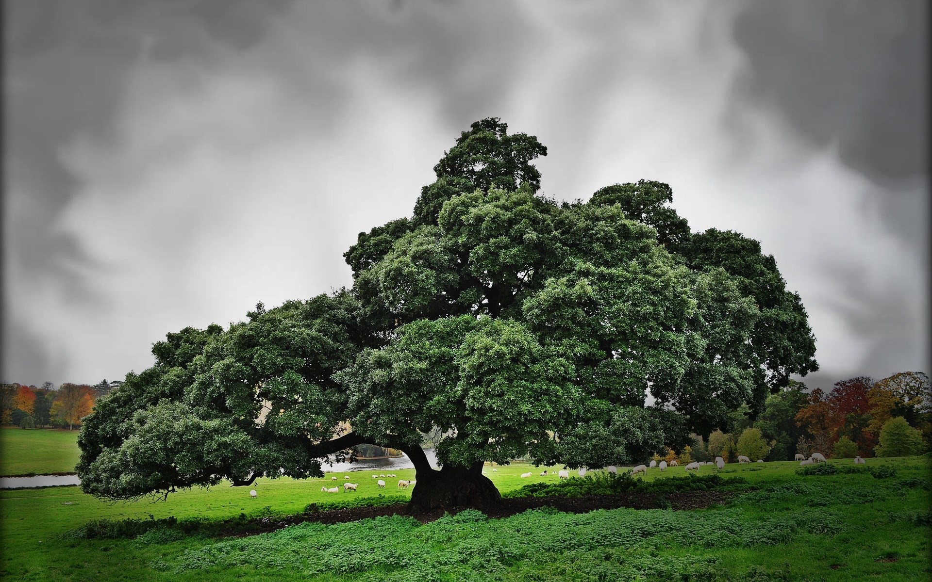 Large oak tree in a grassy field with sheep HD Wallpaper