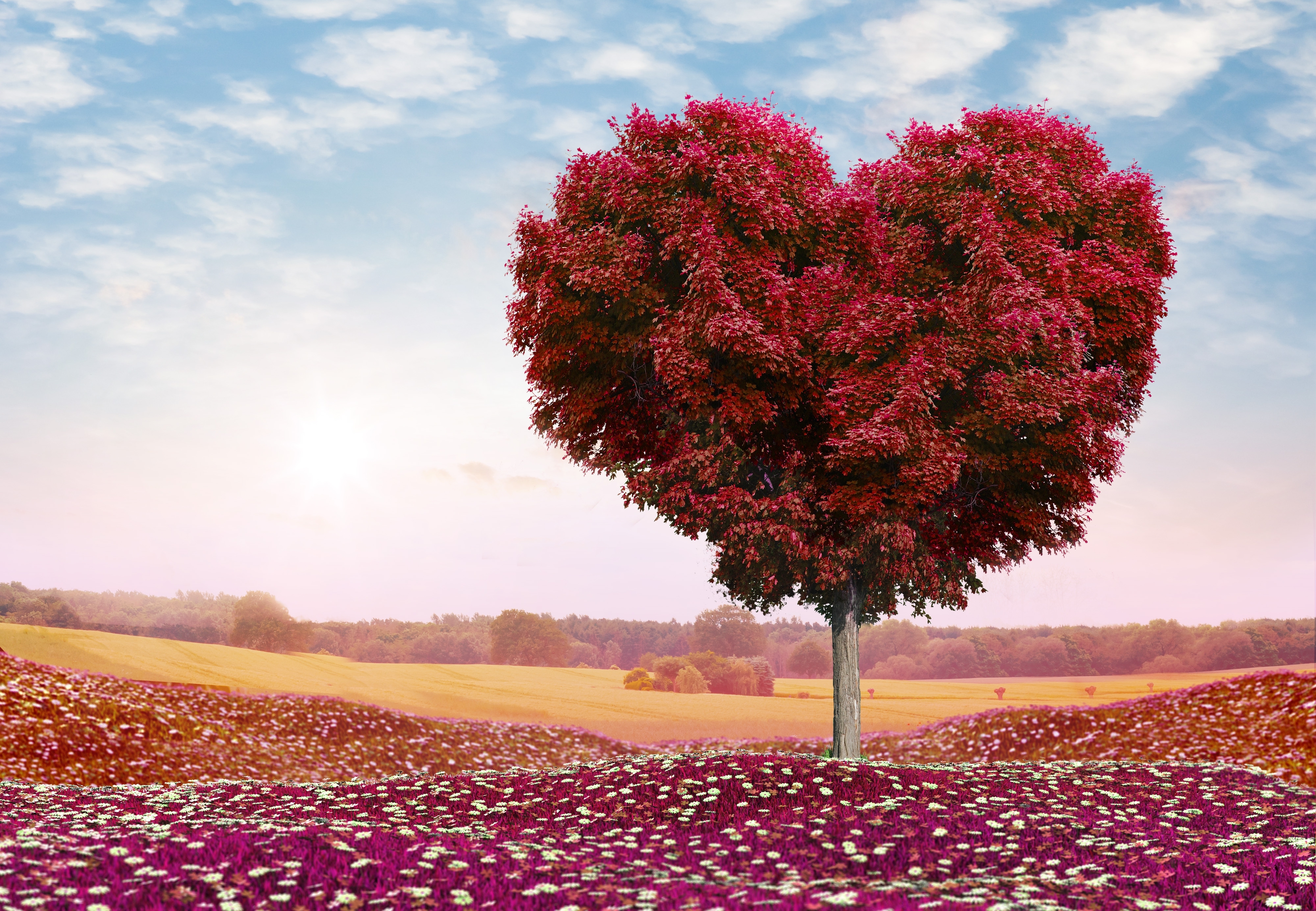 Heart-shaped tree in a field of flowers HD Wallpaper