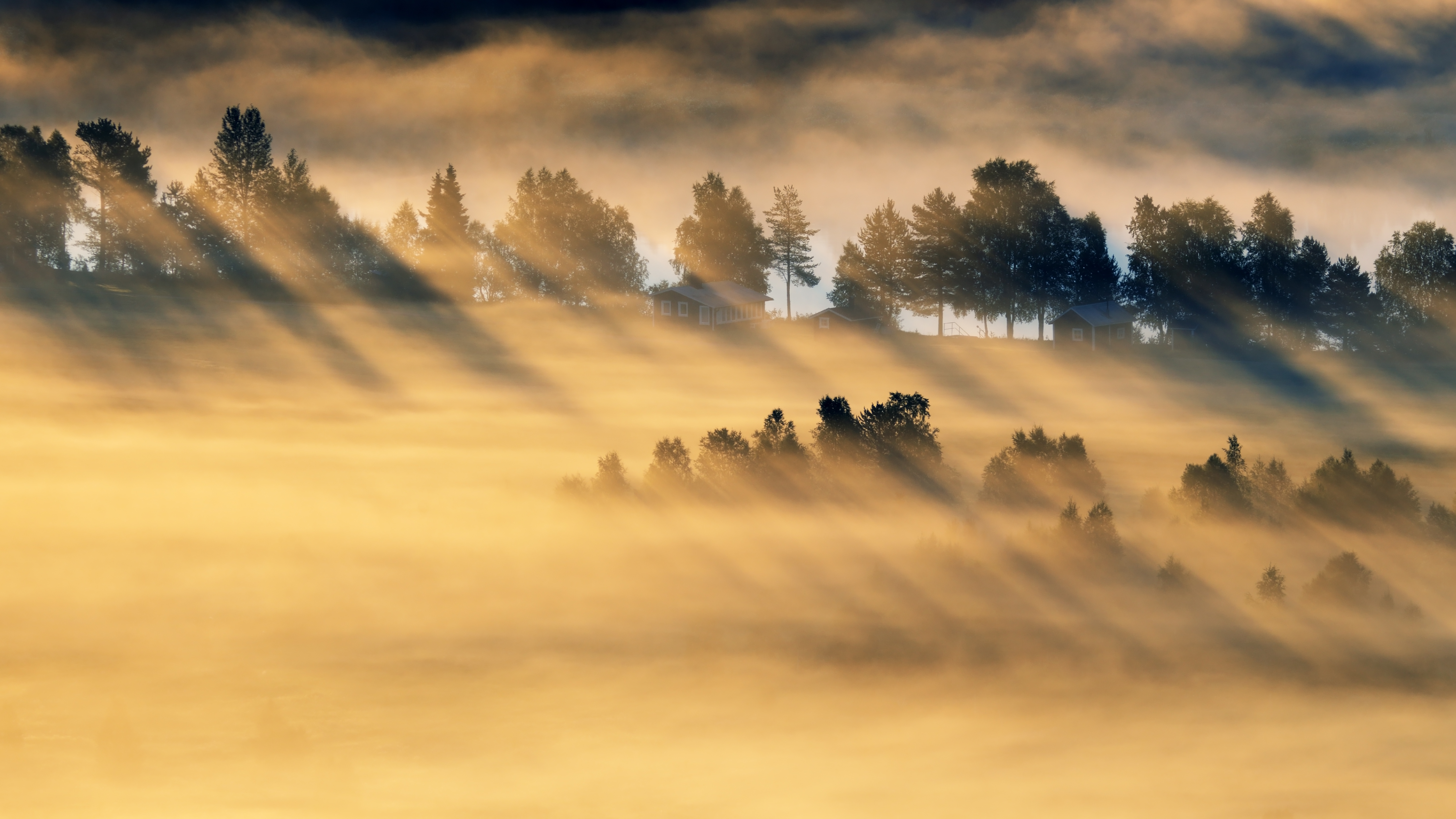 Morning light and fog over trees HD Wallpaper