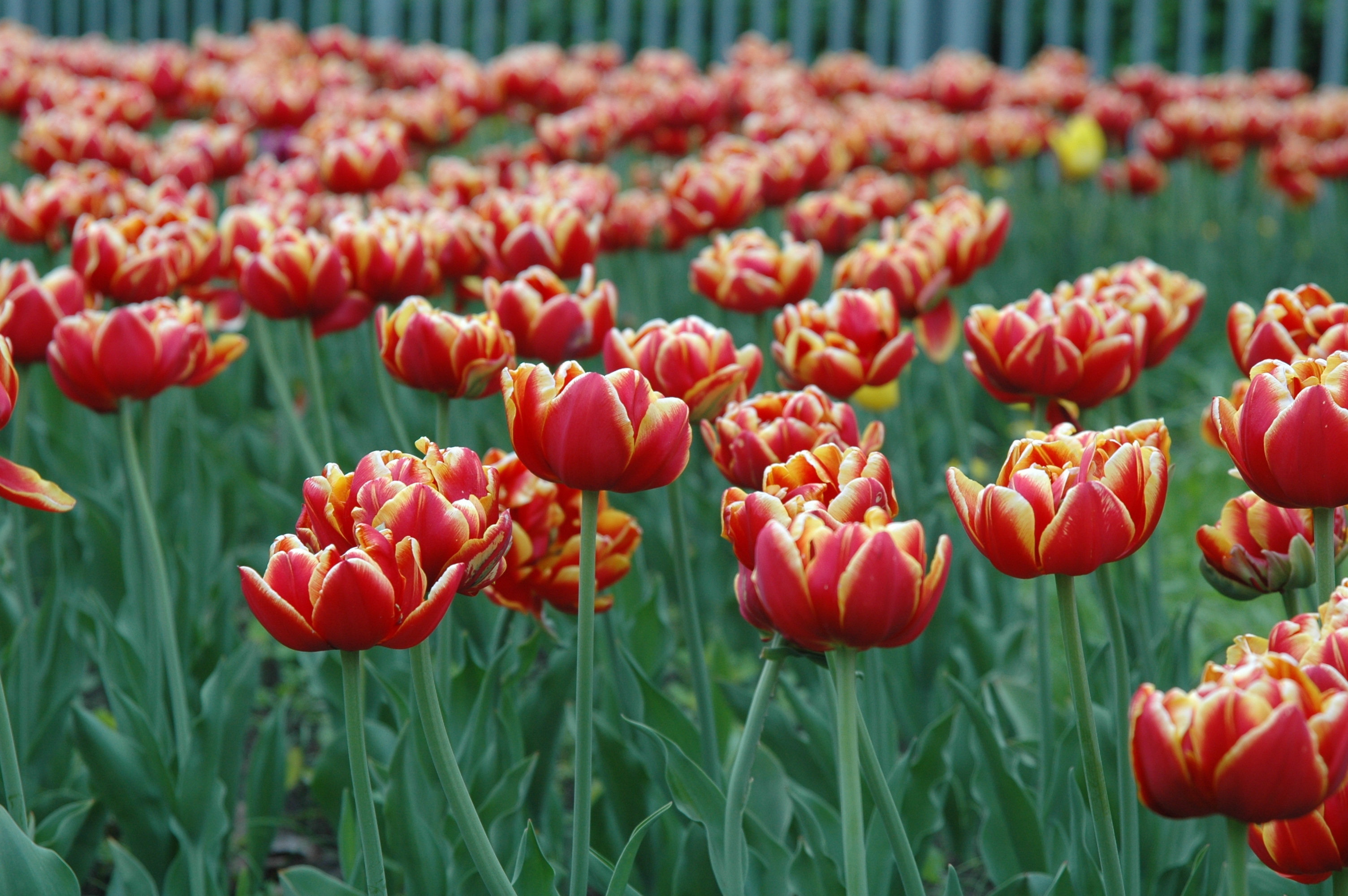 Red and yellow tulips in a garden HD Wallpaper