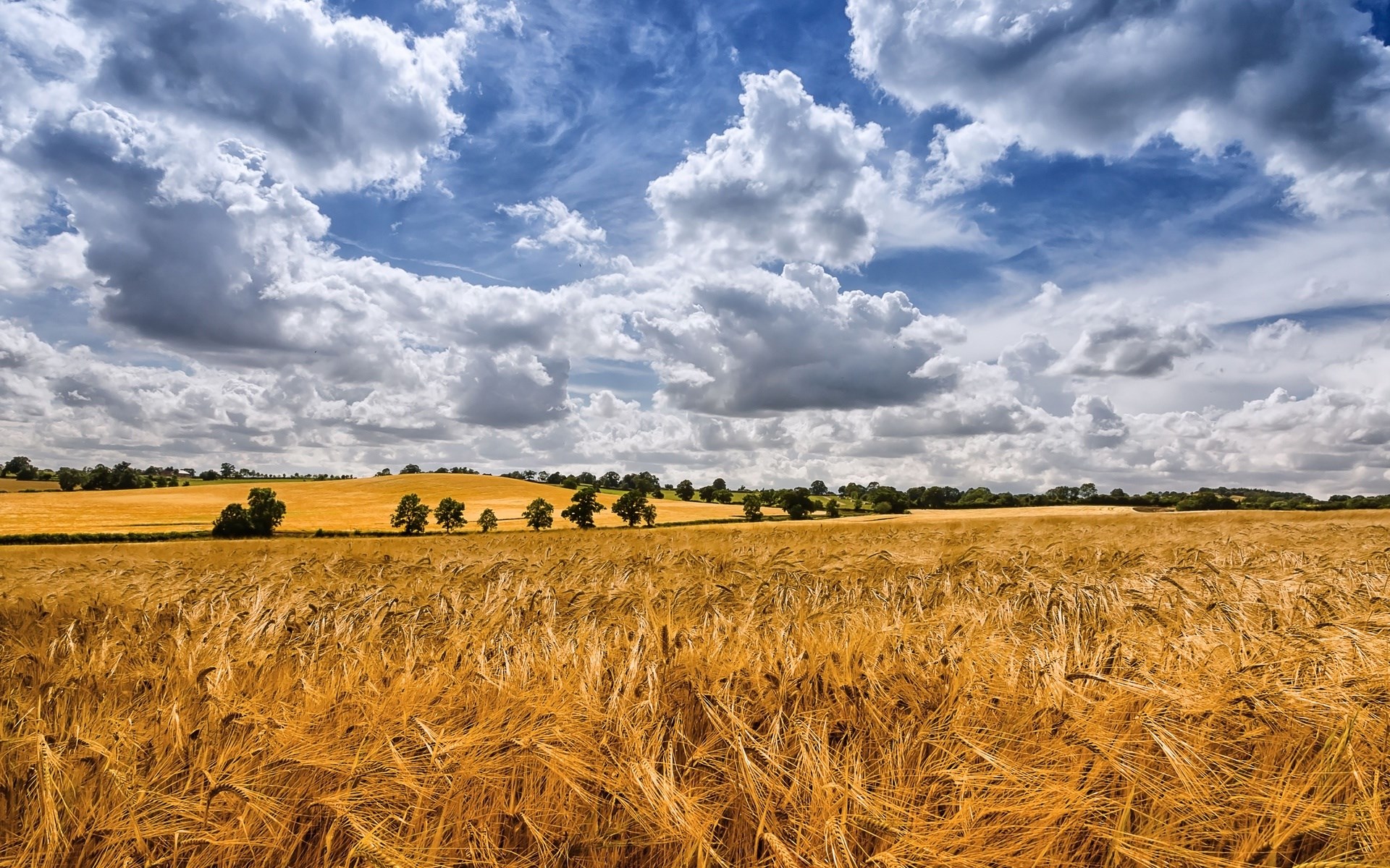 Golden wheat field under a cloudy blue sky HD Wallpaper