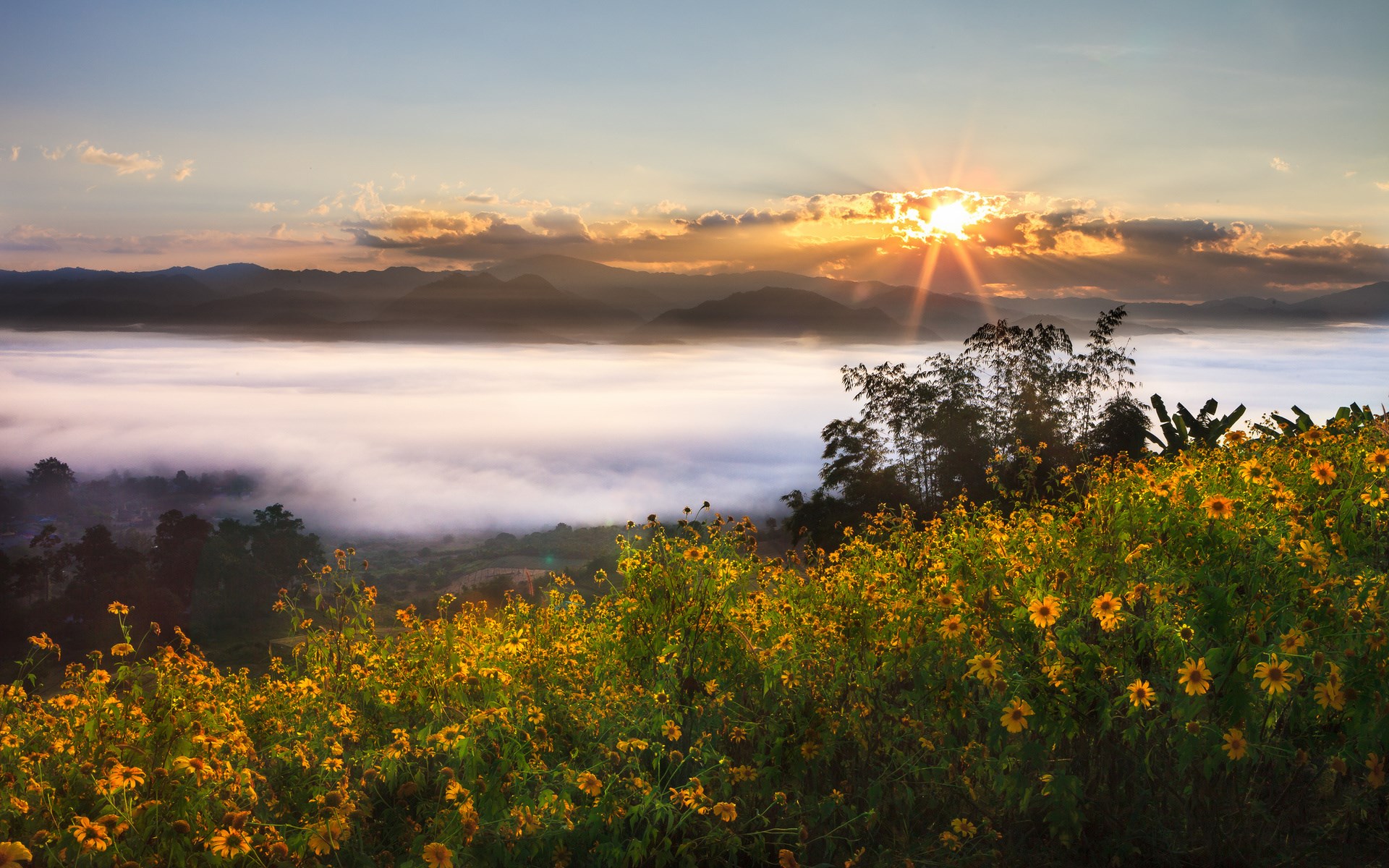 Sunrise over a misty valley with flowers HD Wallpaper