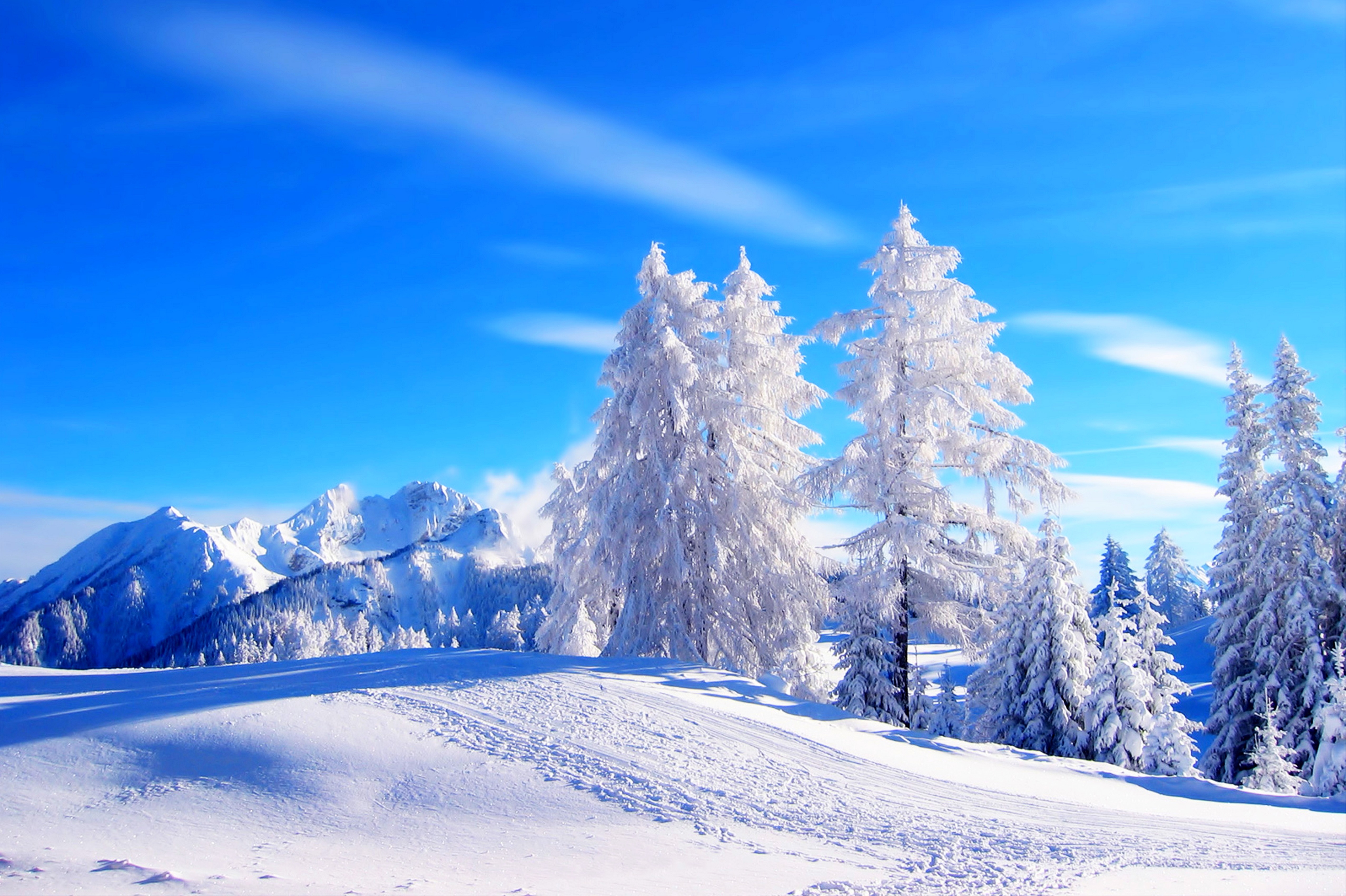 Frosted trees in snowy mountains with blue sky HD Wallpaper