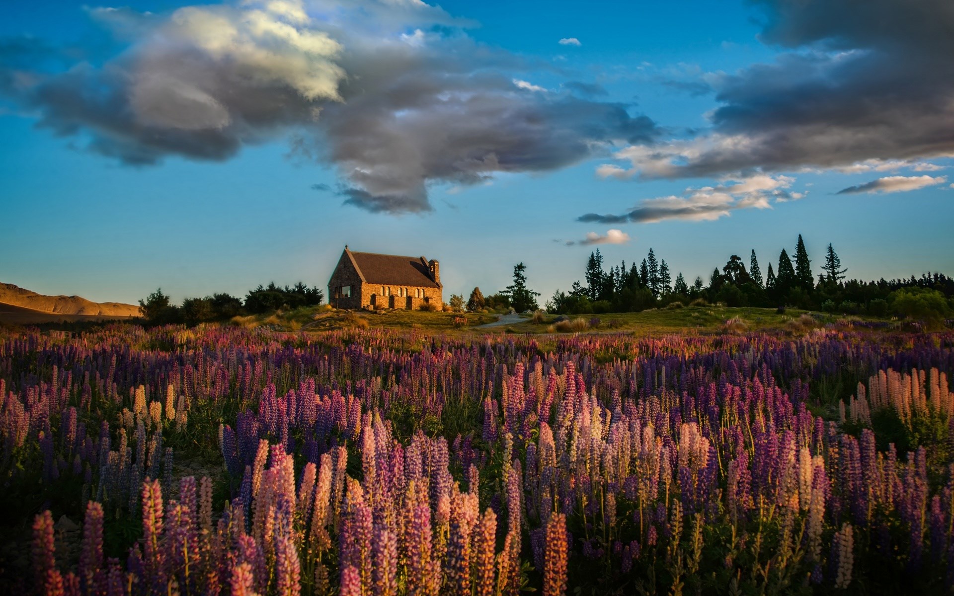 Church of the Good Shepherd with lupins in bloom HD Wallpaper