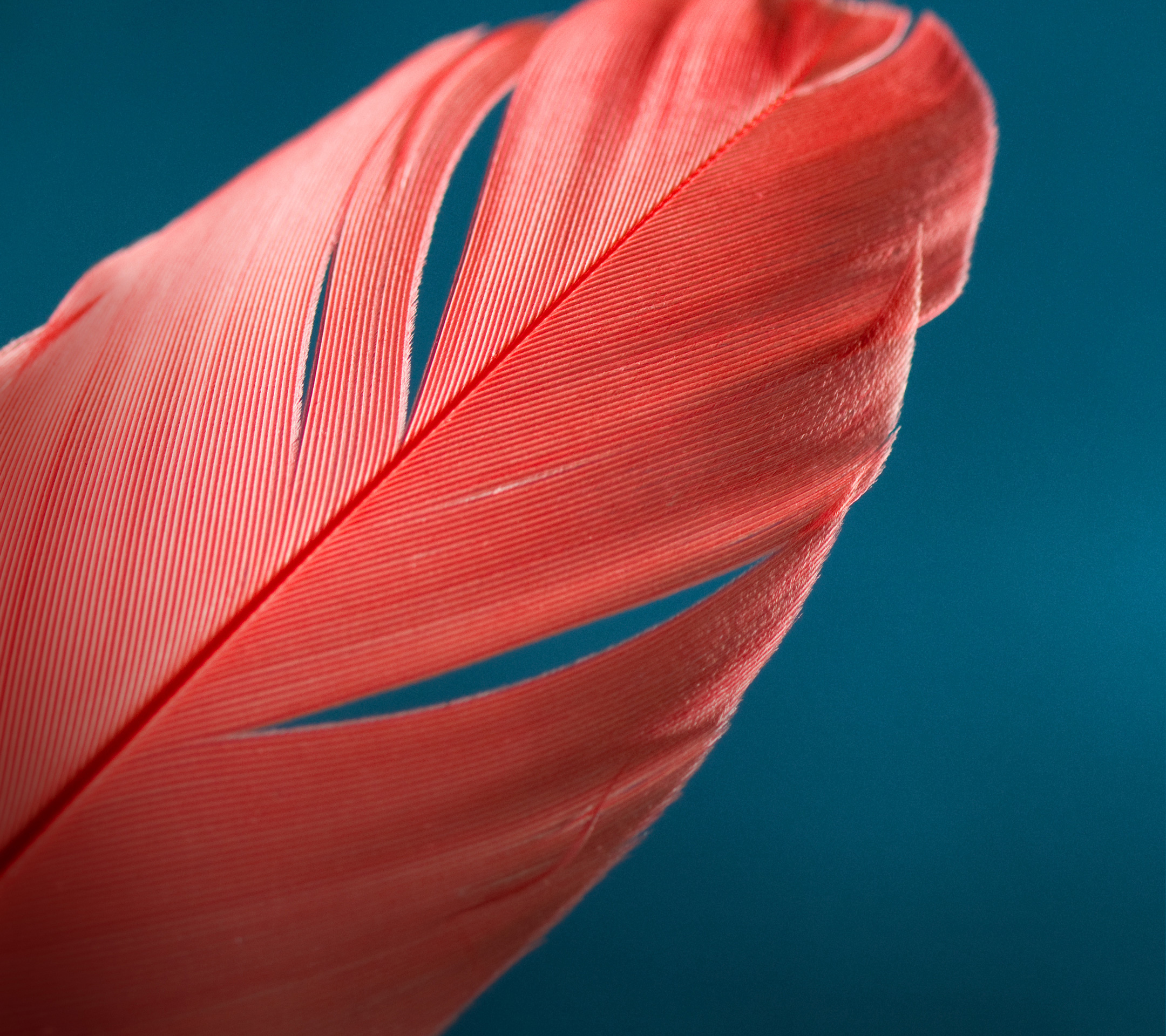 Close-up of a red feather HD Wallpaper