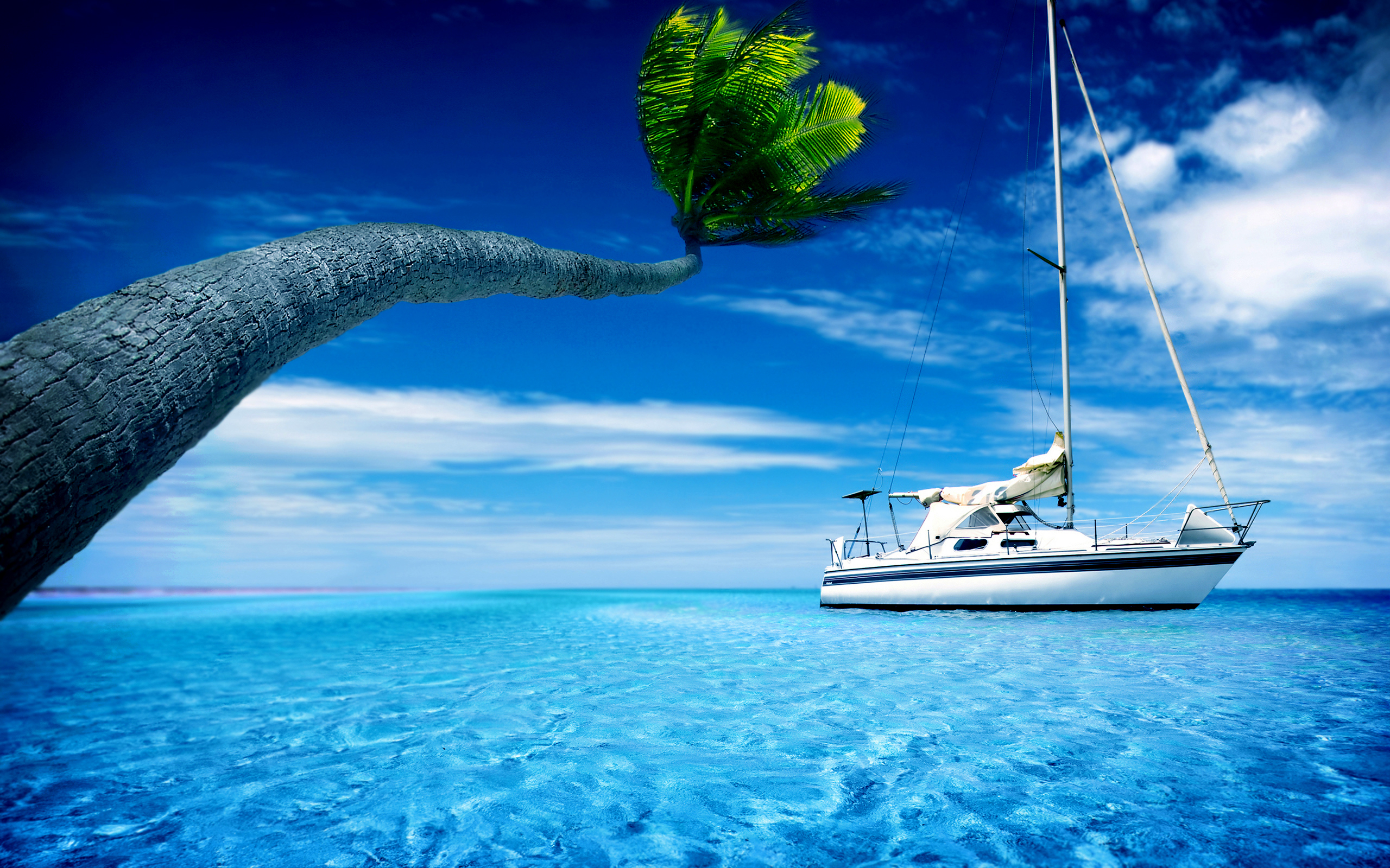 Palm tree over turquoise water with sailboat HD Wallpaper