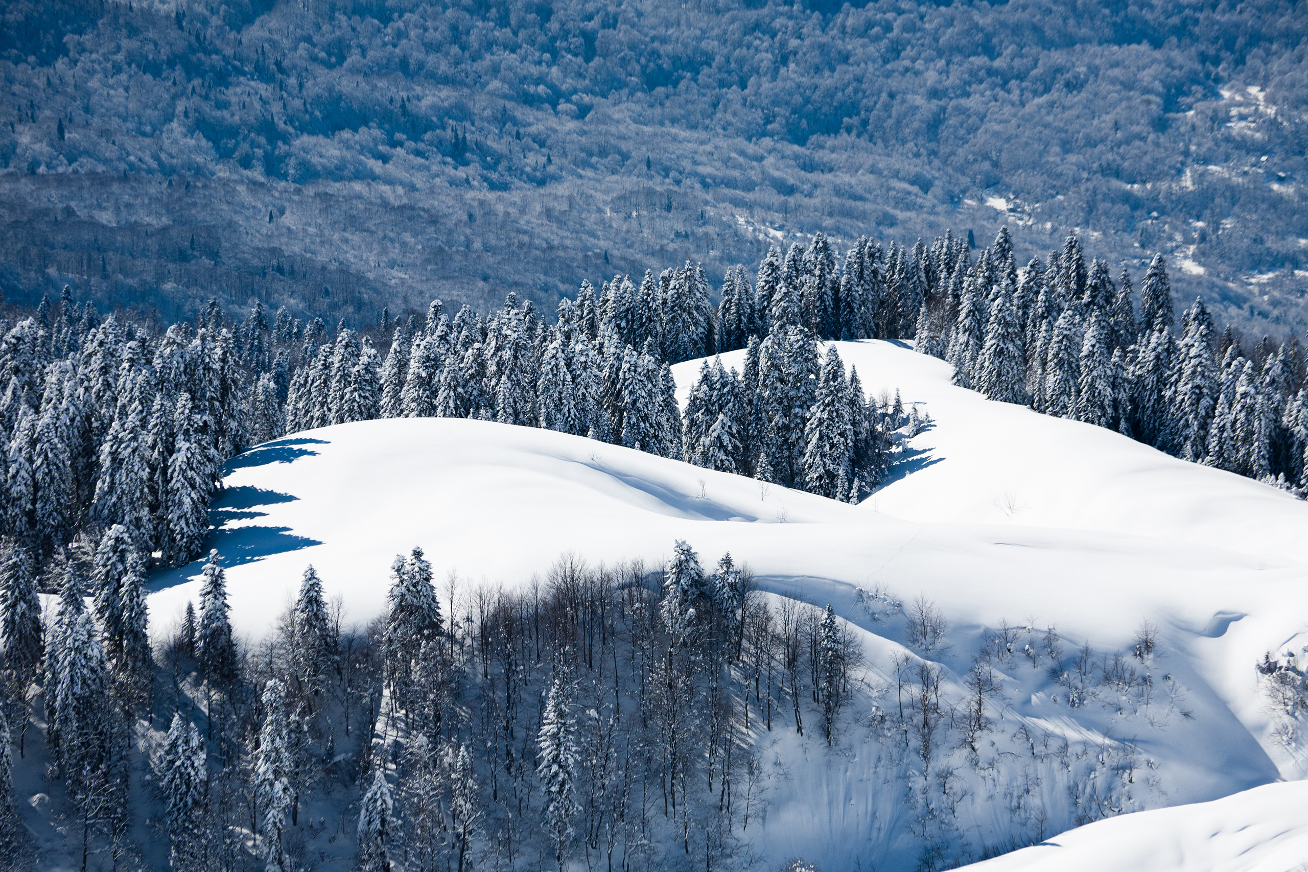 Snowy forest on a mountain slope in Russia HD Wallpaper