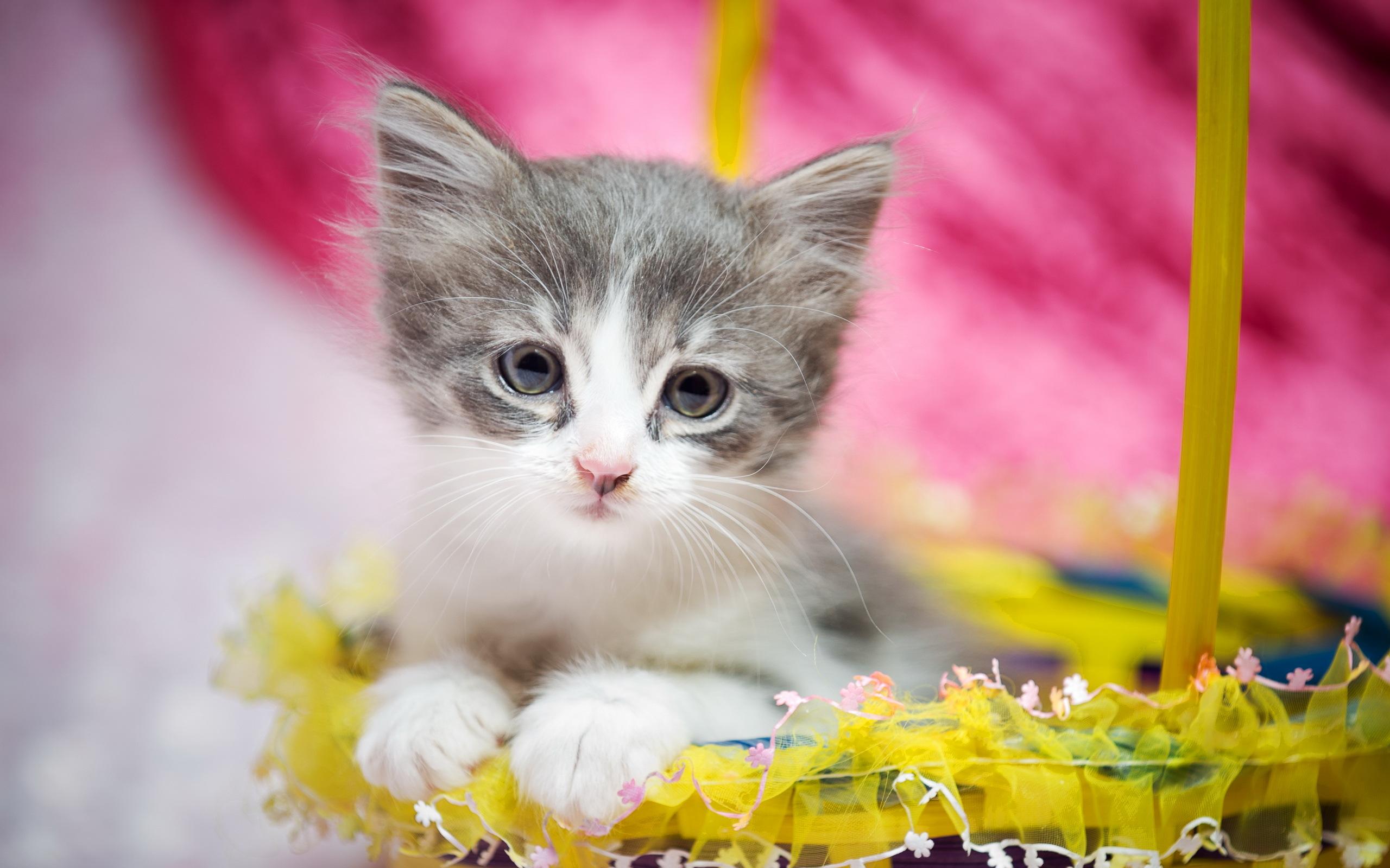 Cute gray and white kitten in a basket HD Wallpaper