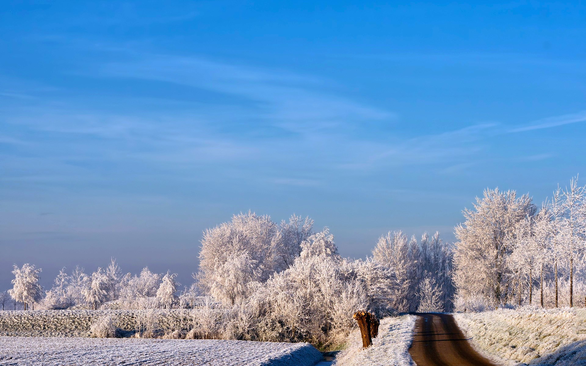 Frosted trees line a snowy road under a blue sky HD Wallpaper