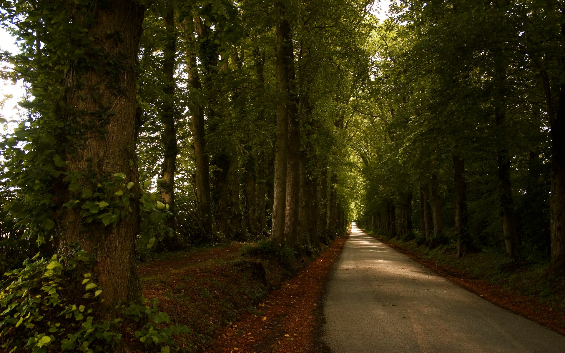A tree-lined road in a forest HD Wallpaper