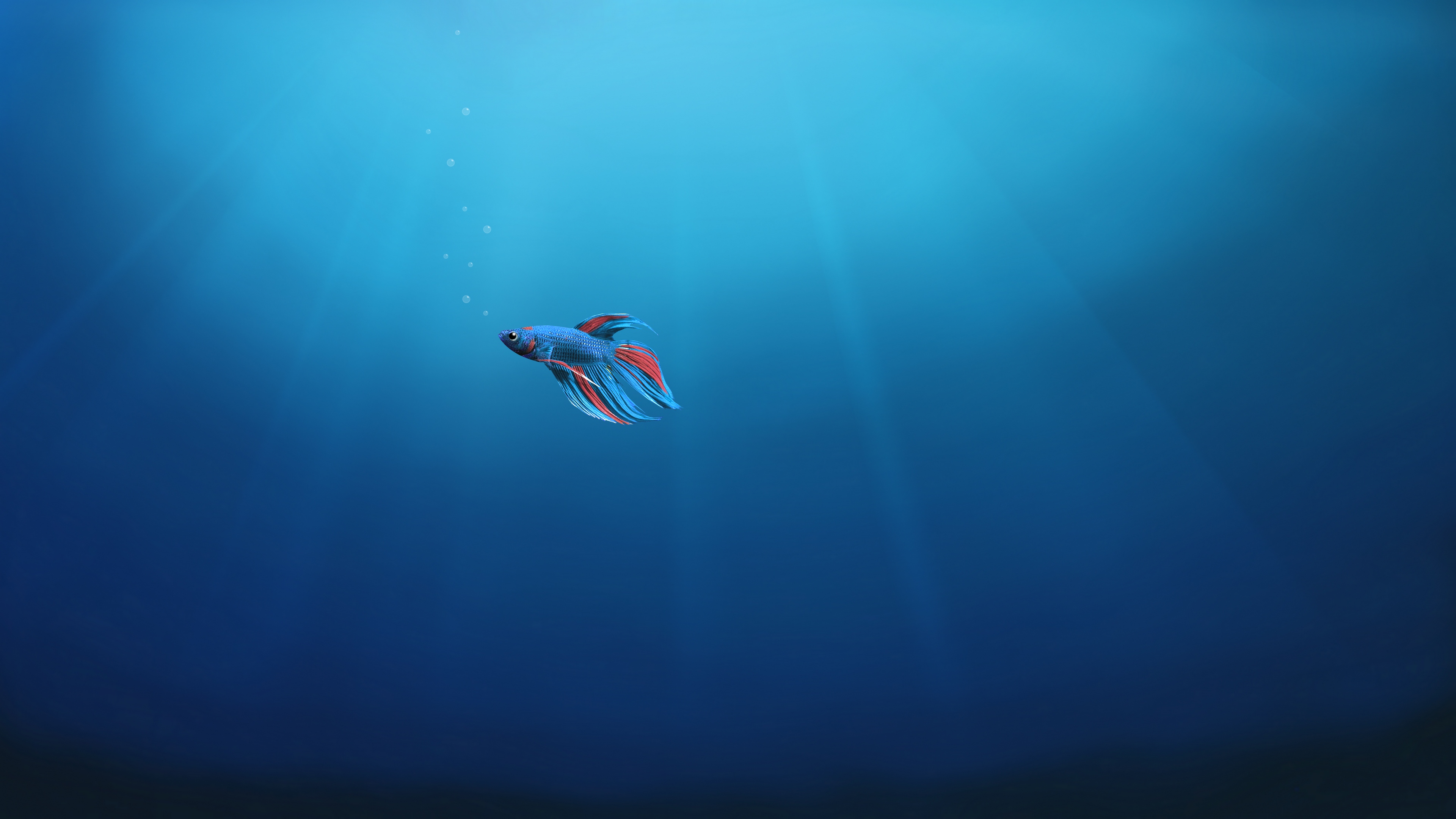 Betta fish swimming underwater with bubbles HD Wallpaper