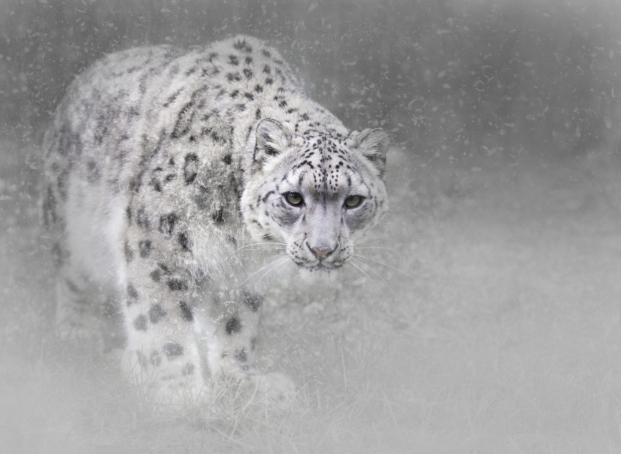 Snow leopard walking in snow HD Wallpaper