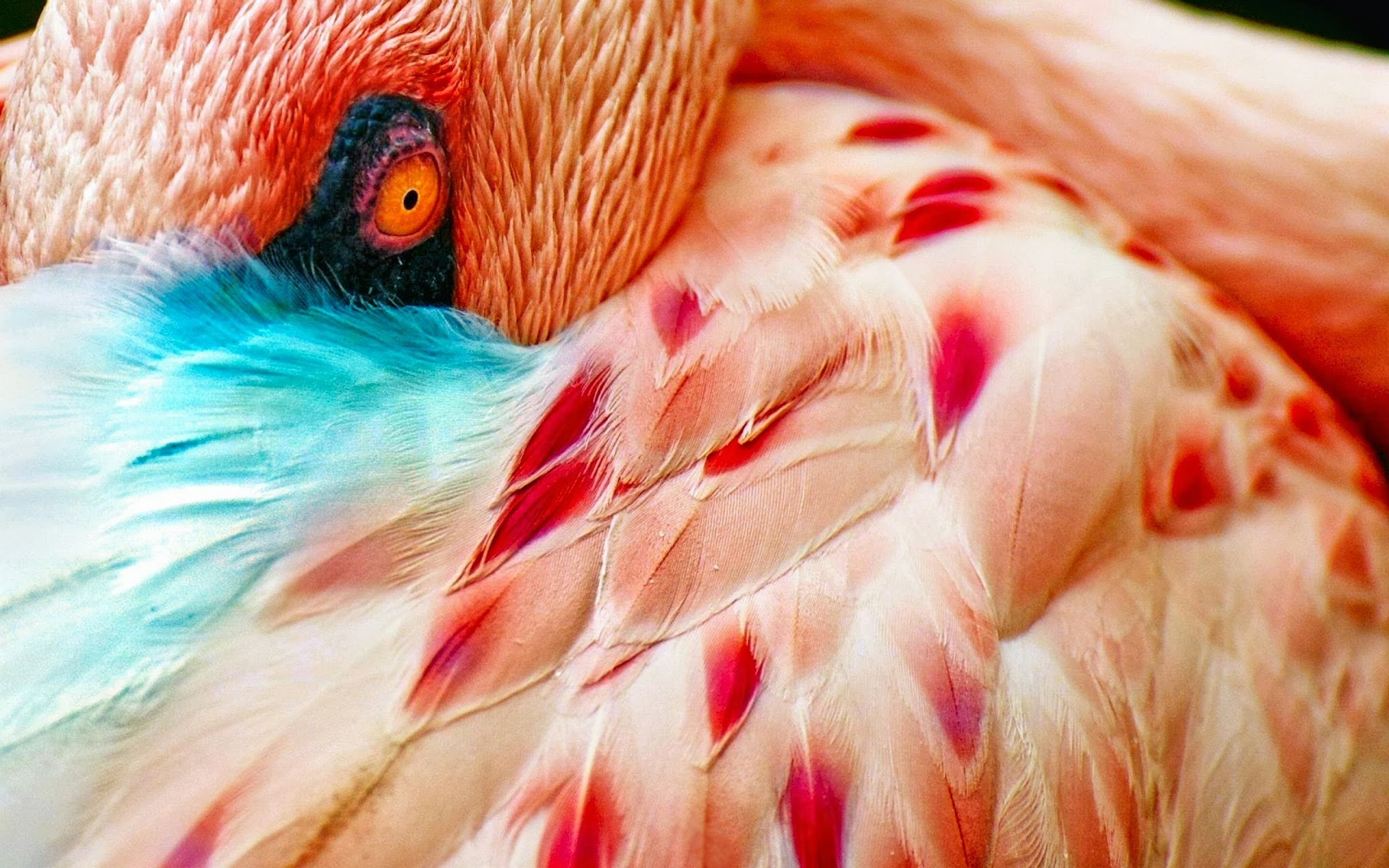 Close-up of a Flamingo's Eye and Feathers HD Wallpaper