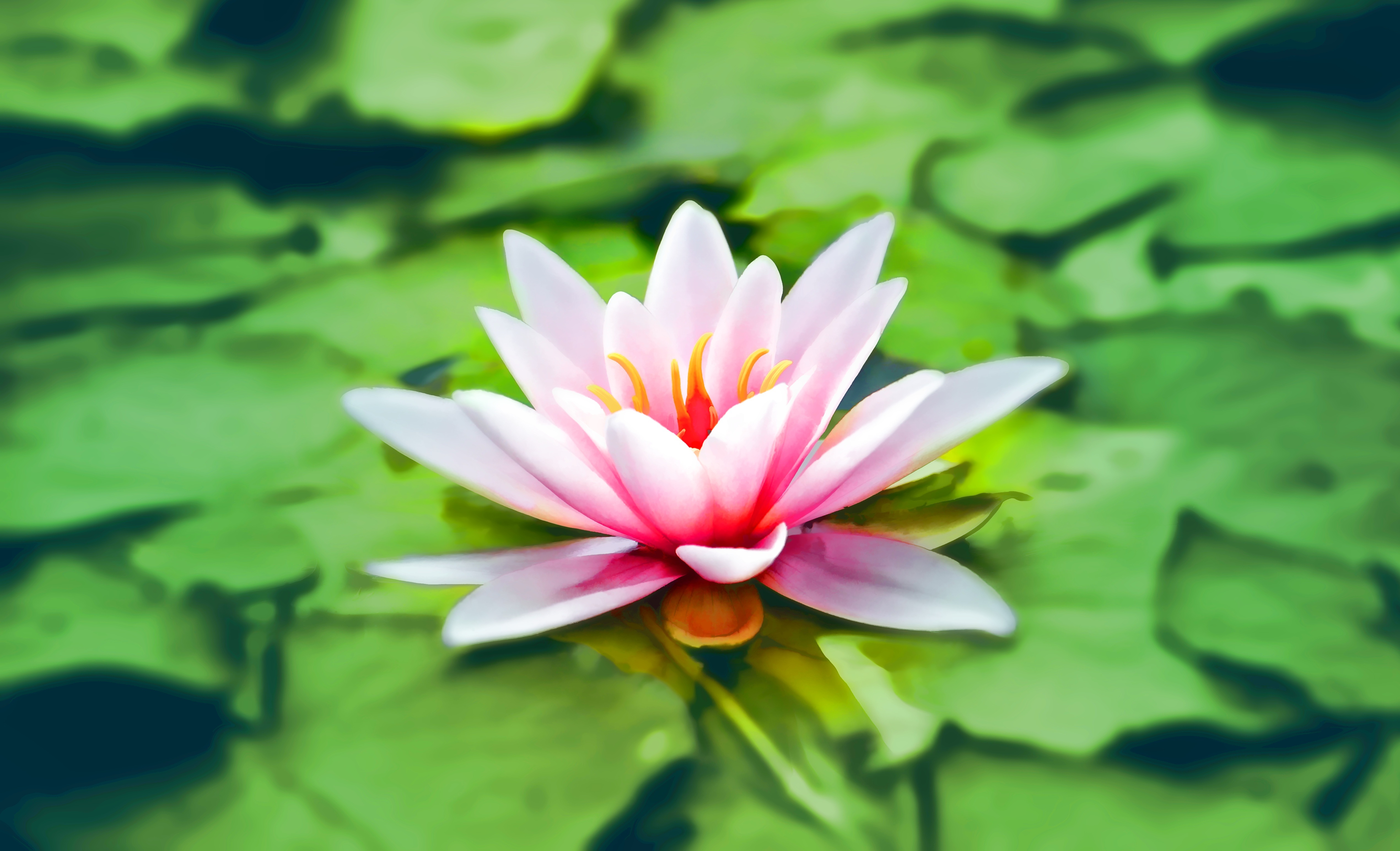 4K Water Lily Flower HD Wallpaper