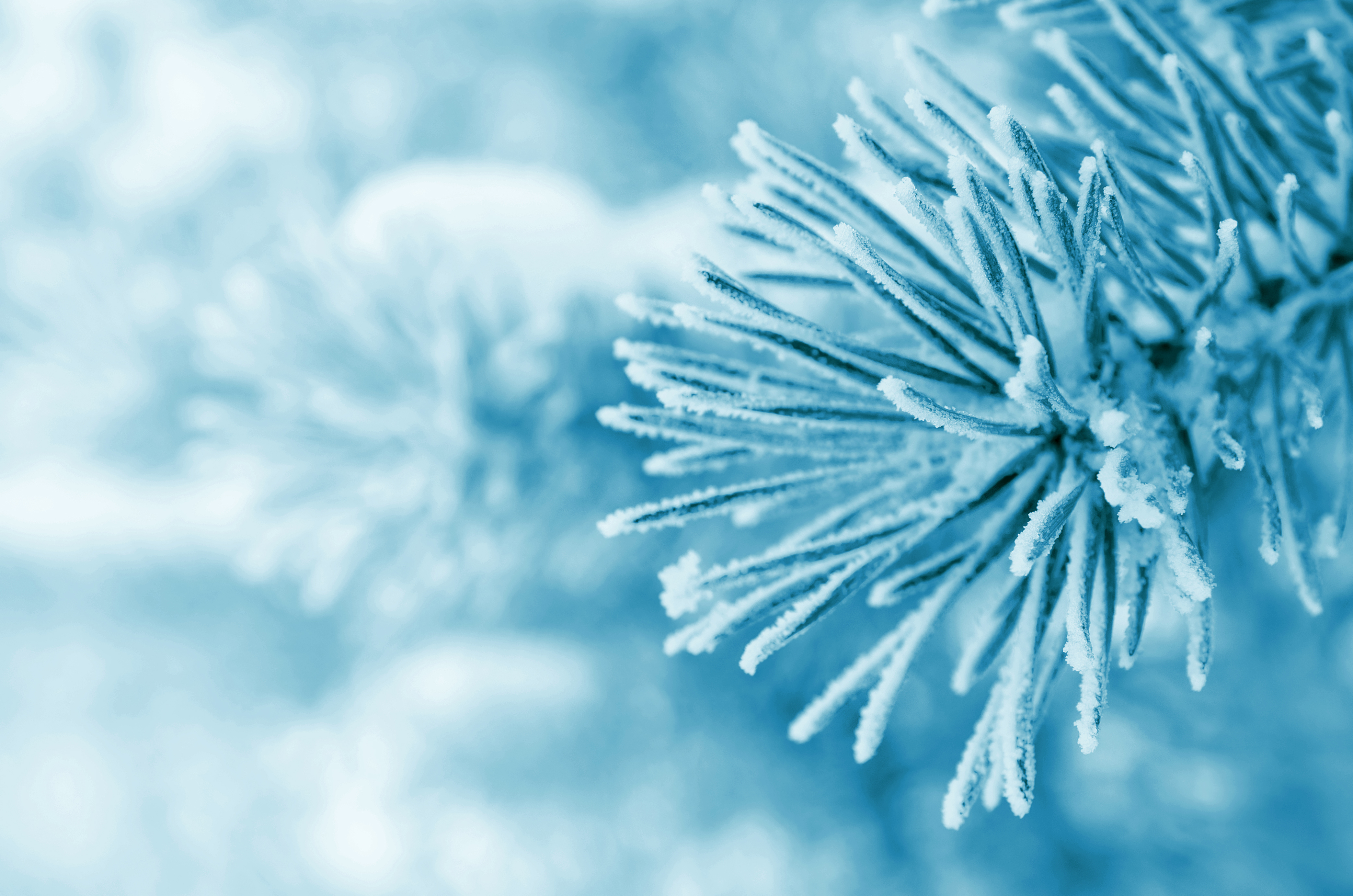 4K Frosty Pine Needles in Winter HD Wallpaper