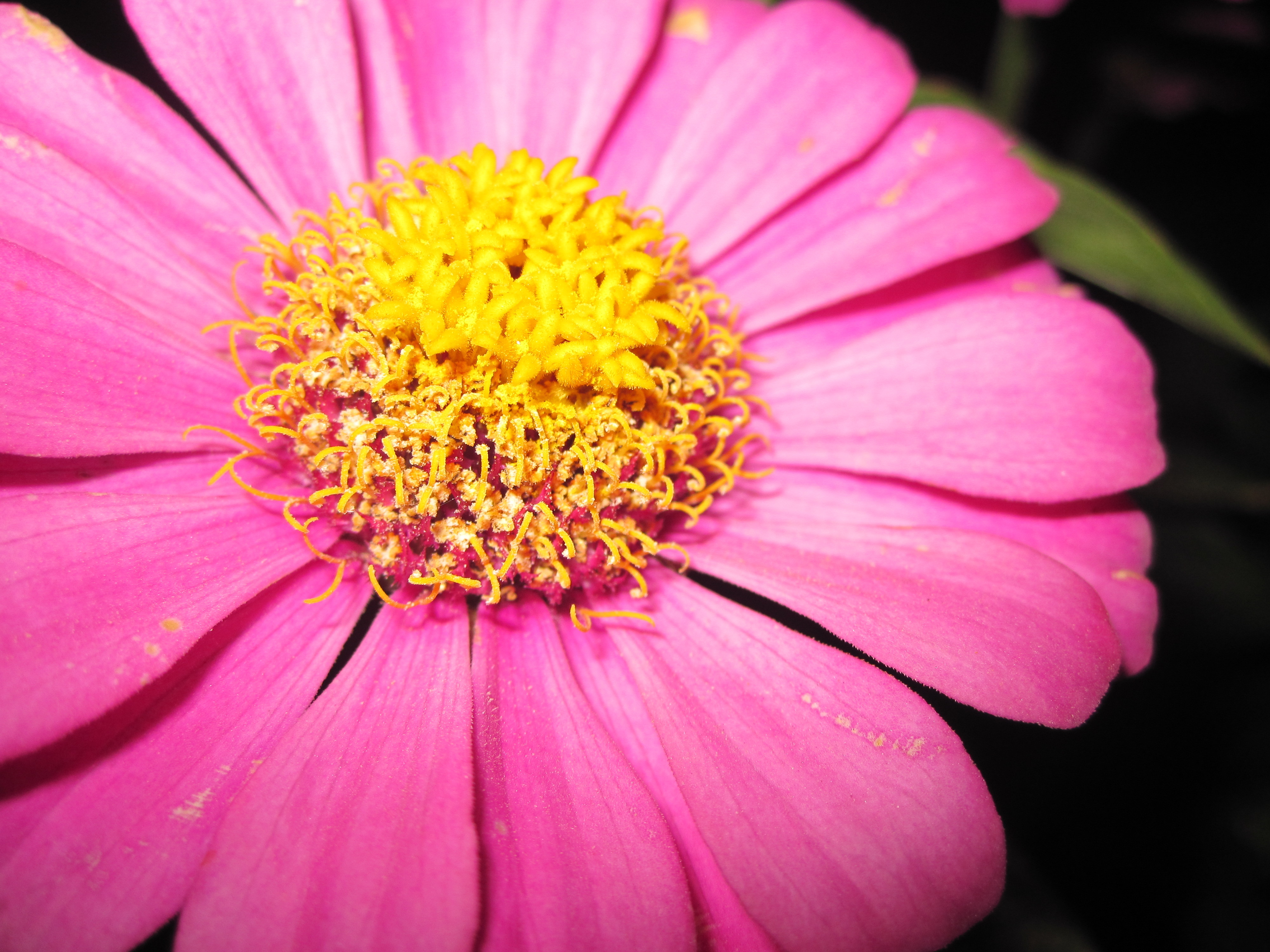 Macro shot of a pink zinnia flower HD Wallpaper