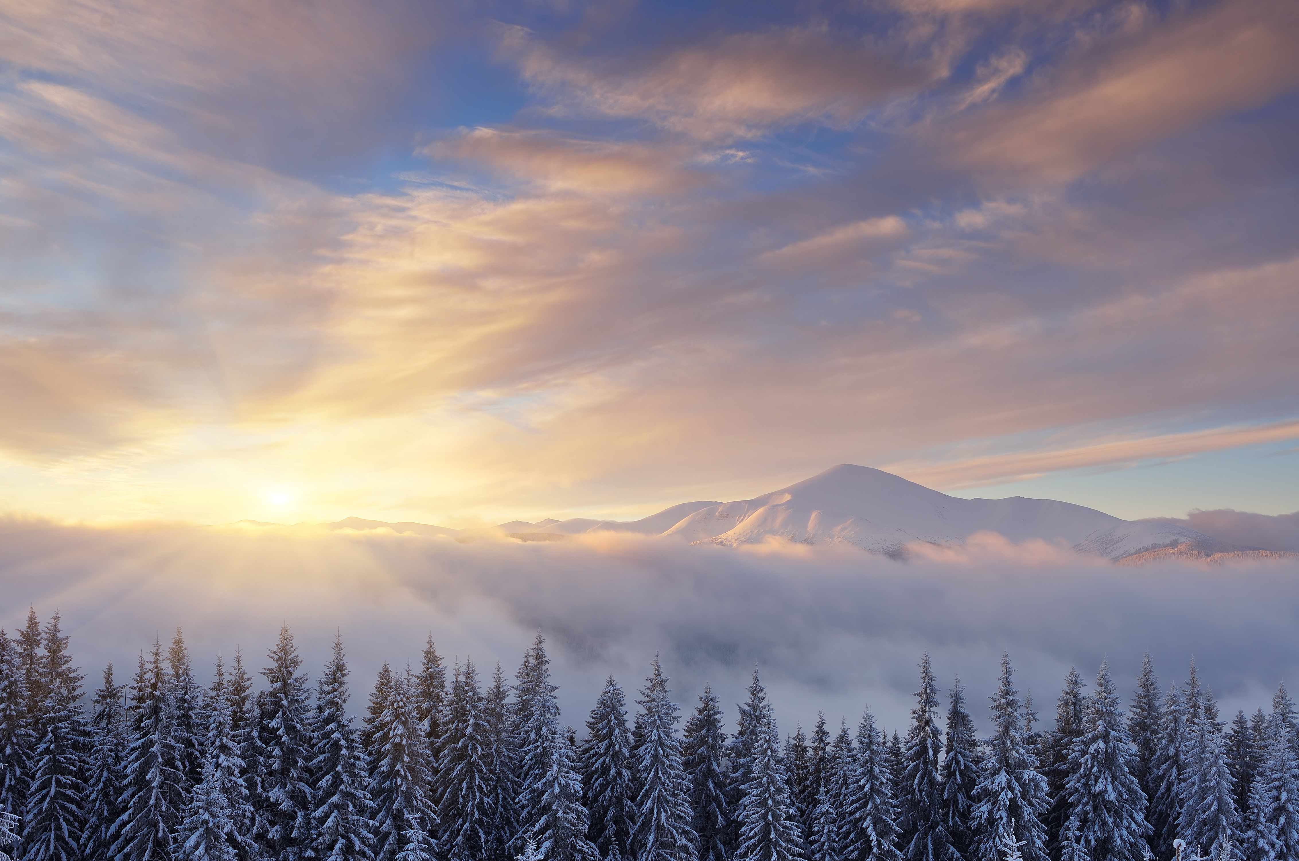 Sunrise over snow-covered pine trees and mountains HD Wallpaper
