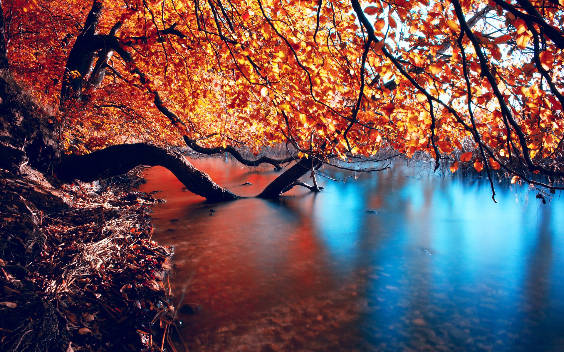 Autumn tree branches over a river HD Wallpaper