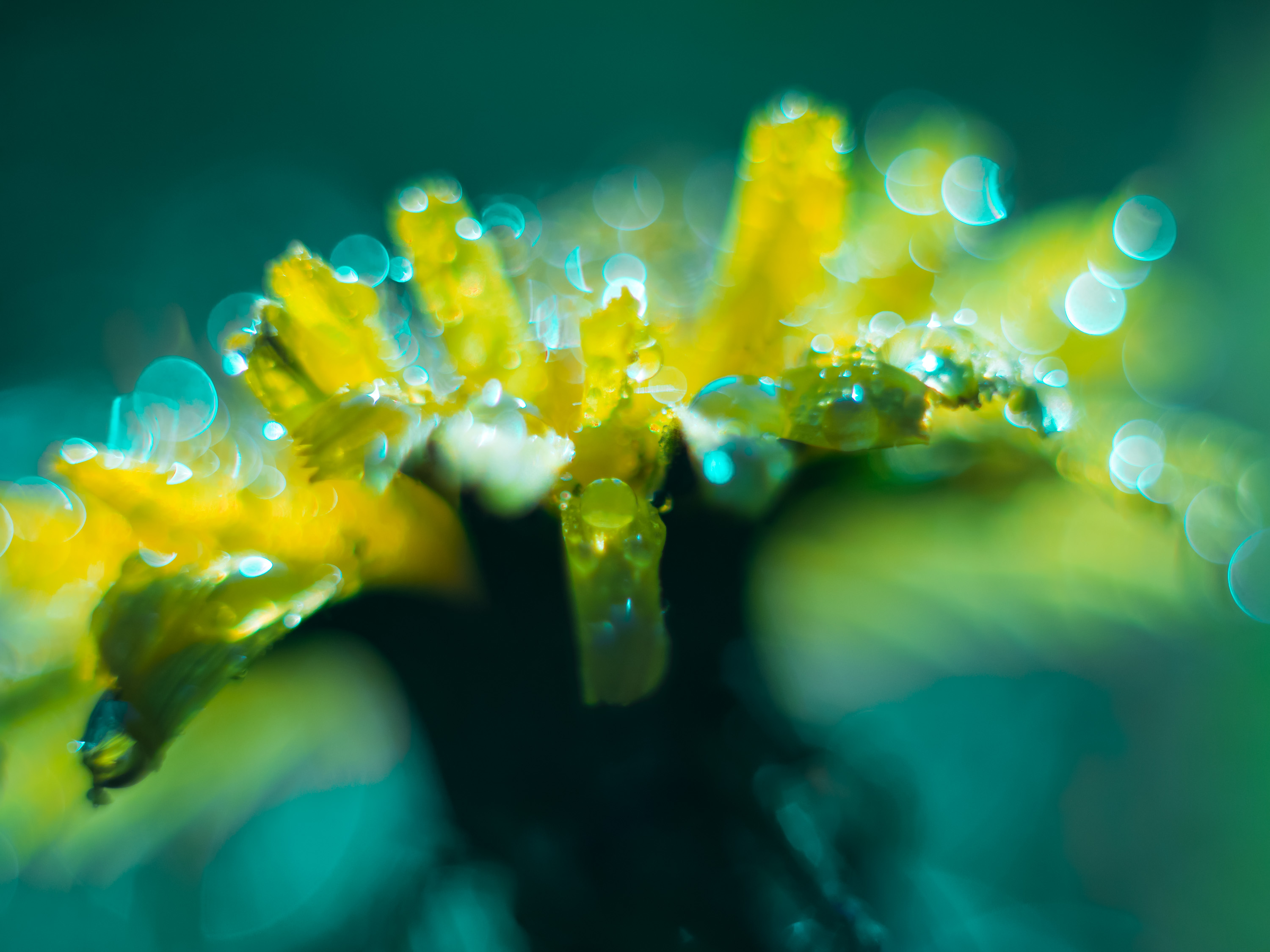Yellow flower with water drops, macro photography HD Wallpaper