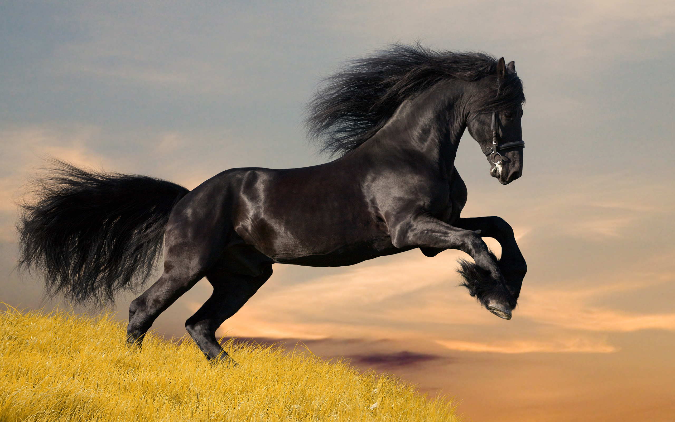 Black horse jumping in a field at sunset HD Wallpaper