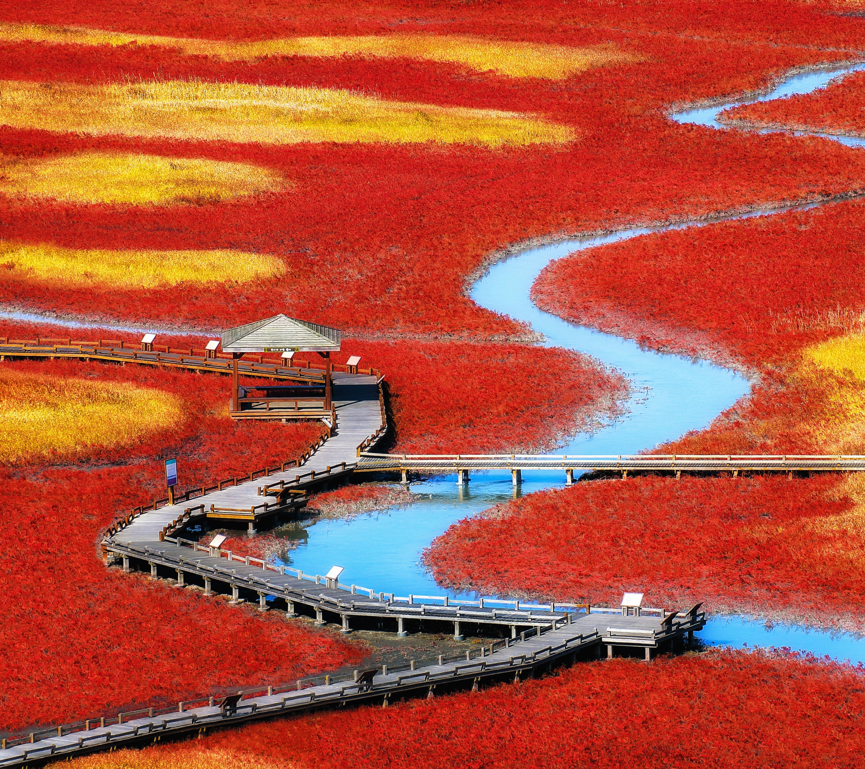 Red and yellow marshland with boardwalk and river HD Wallpaper