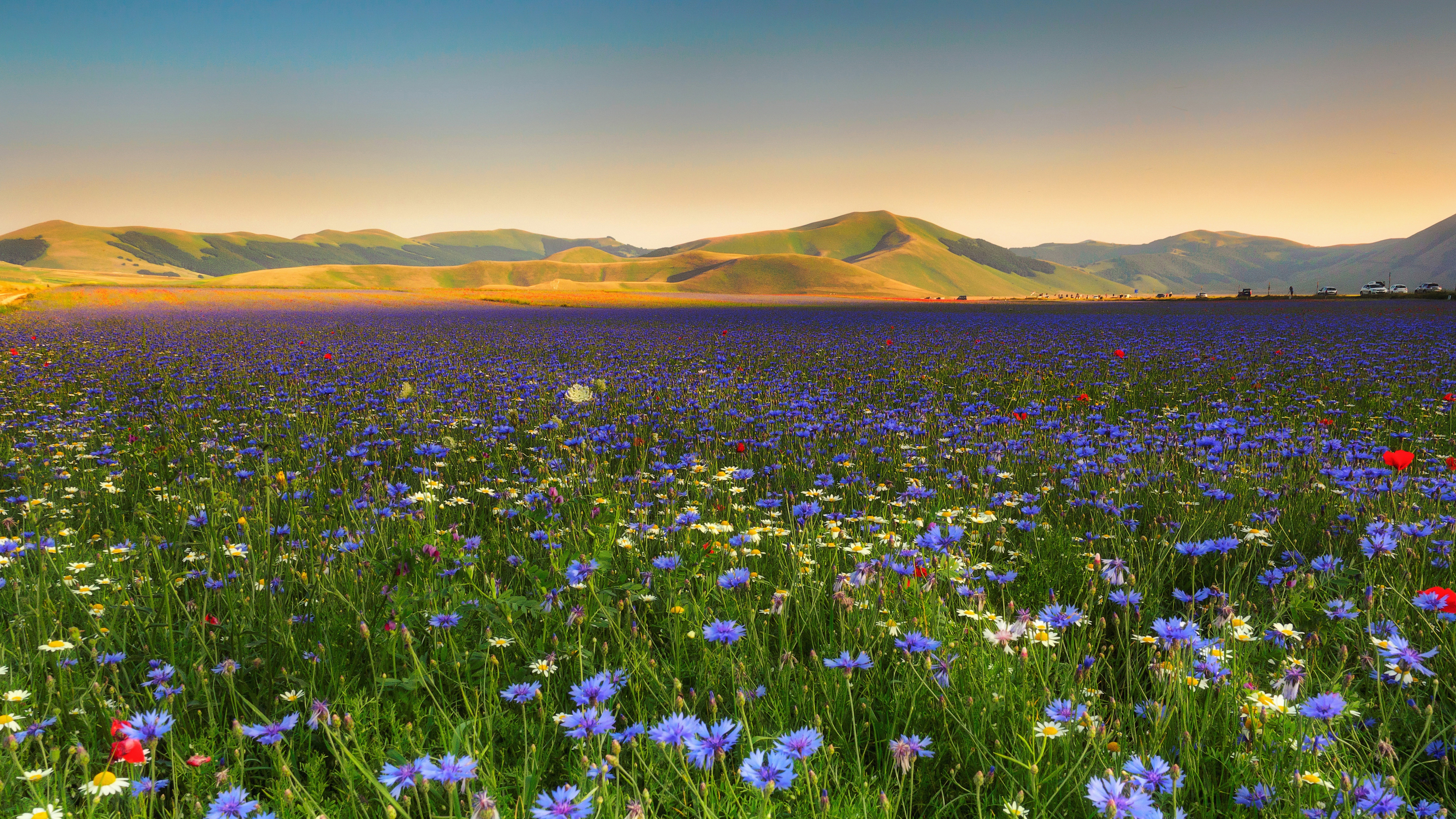 4K, Blue flowers, Mountains HD Wallpaper