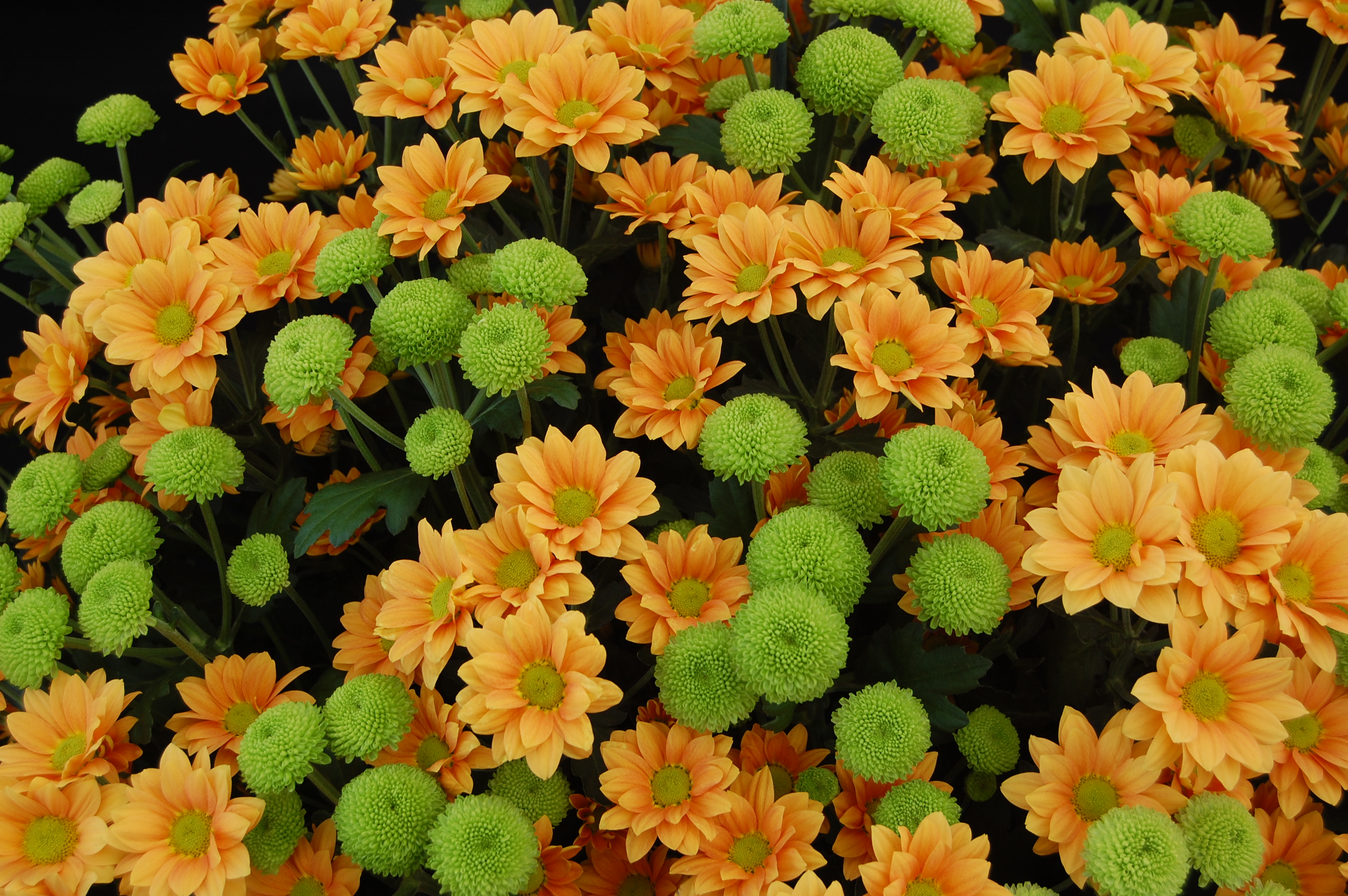 Orange Chrysanthemums and Green Button Flowers HD Wallpaper