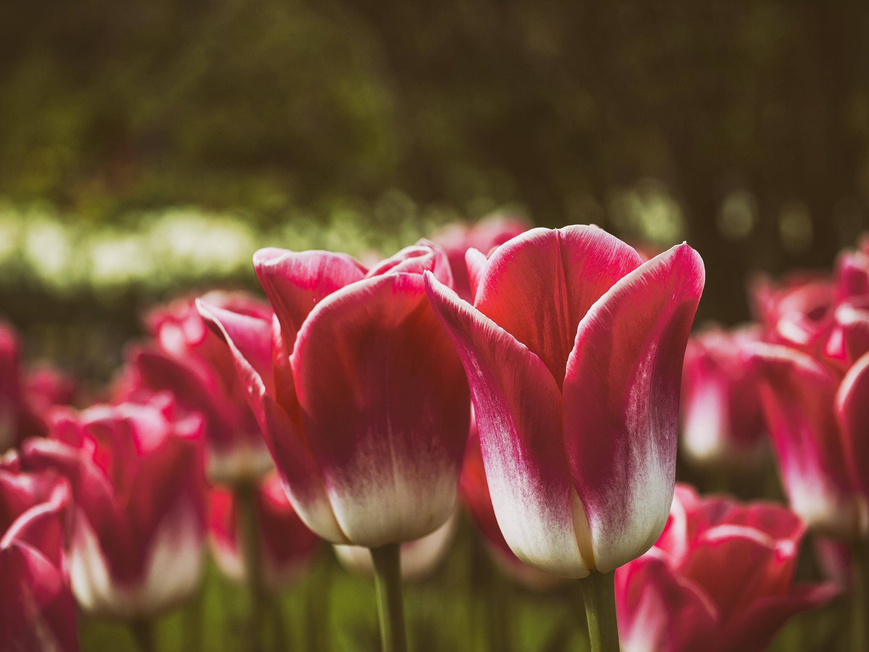 Red and white tulips in bloom HD Wallpaper
