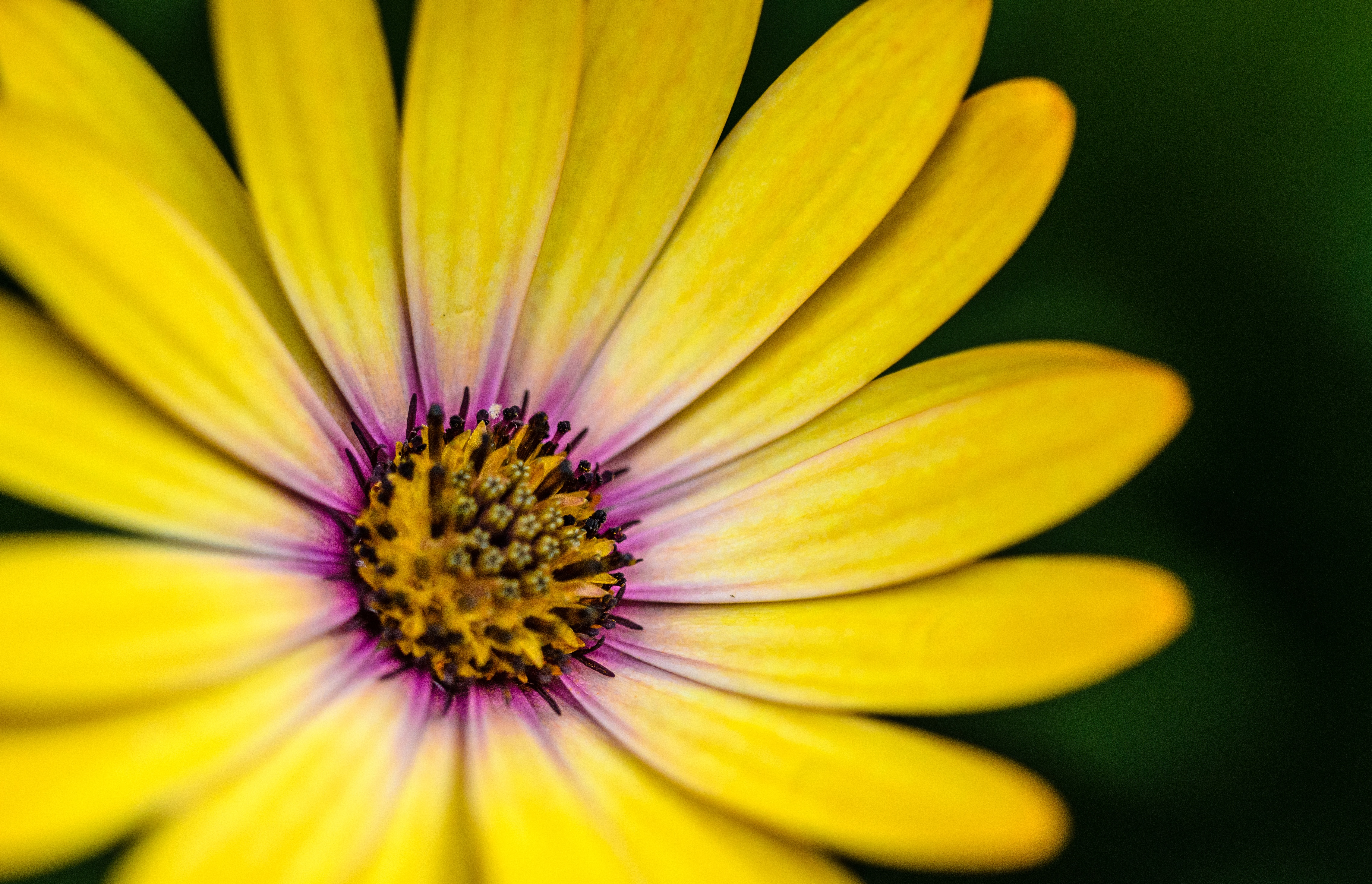 Yellow Gerbera Daisy Flower Close-up 4K HD Wallpaper