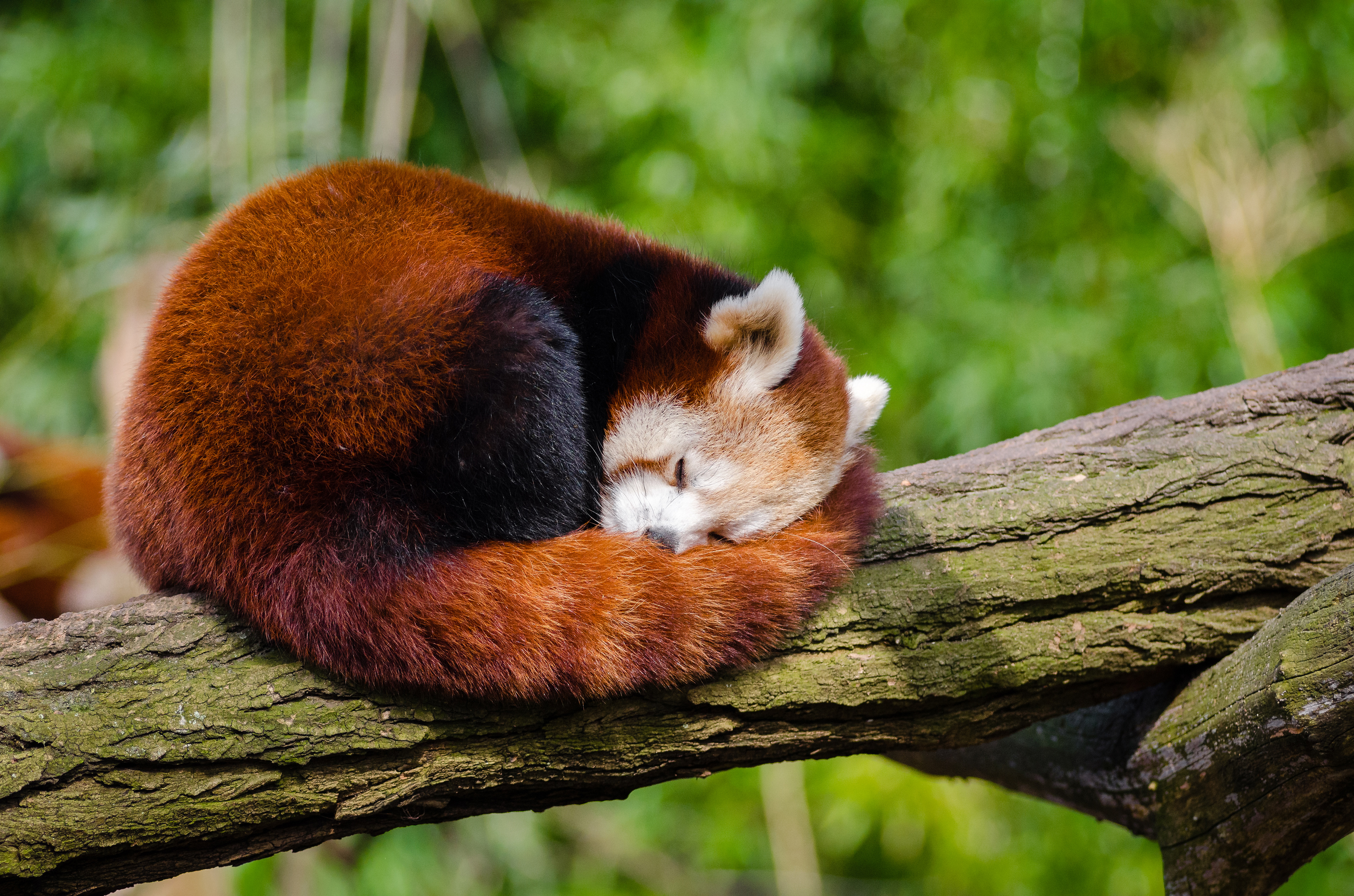 Red panda sleeping on a tree branch HD Wallpaper