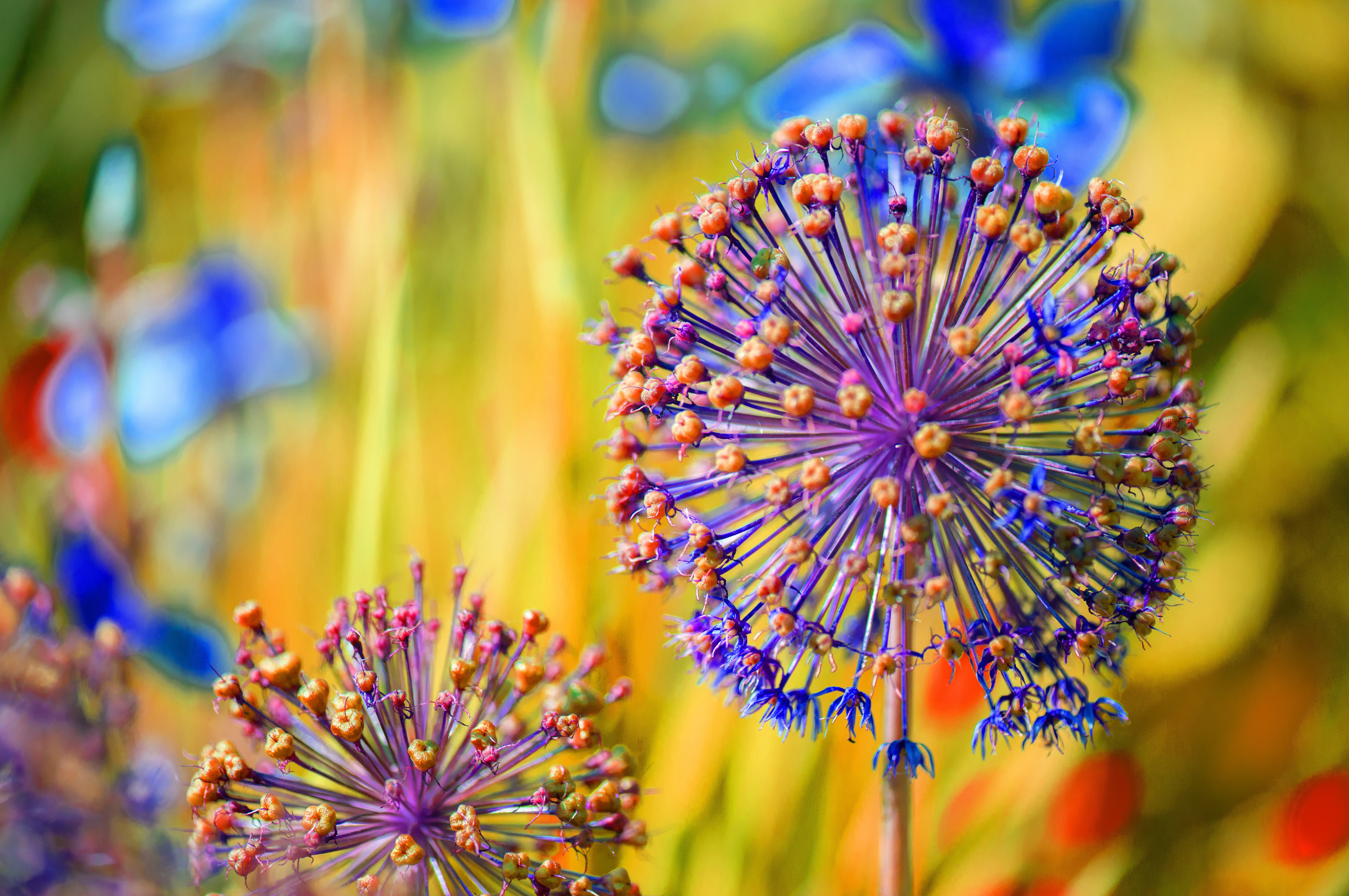 Allium carinatum, 4K HD Wallpaper
