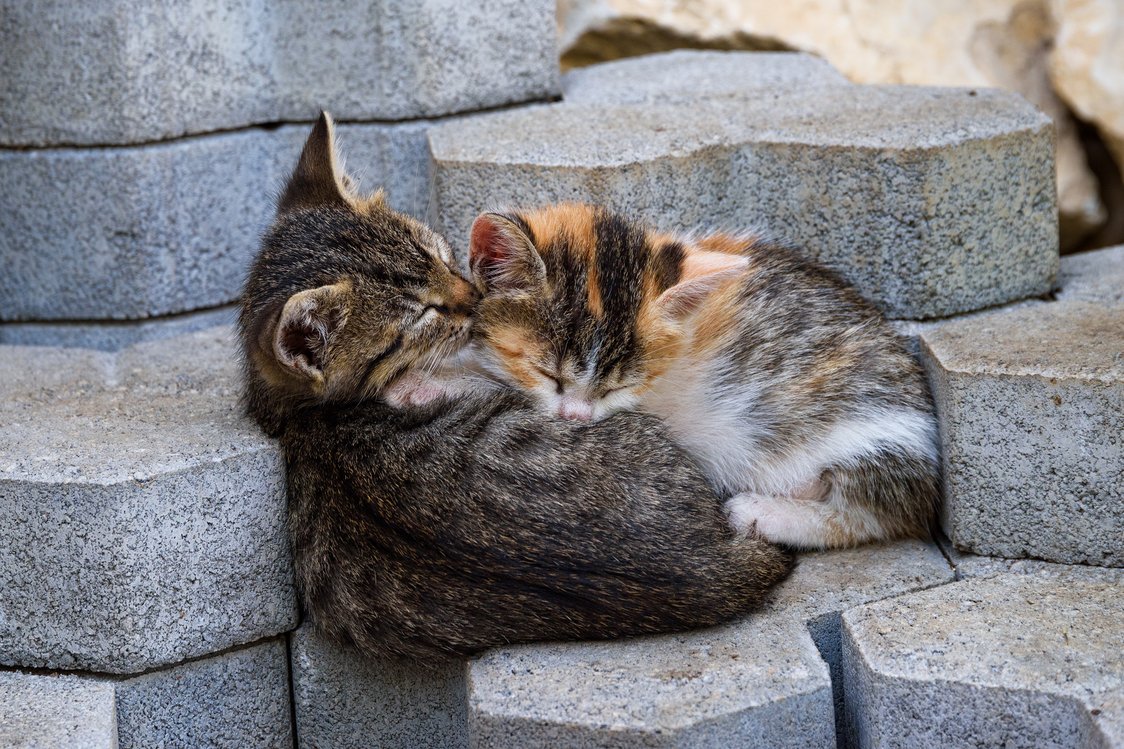 Two kittens sleeping on concrete blocks HD Wallpaper