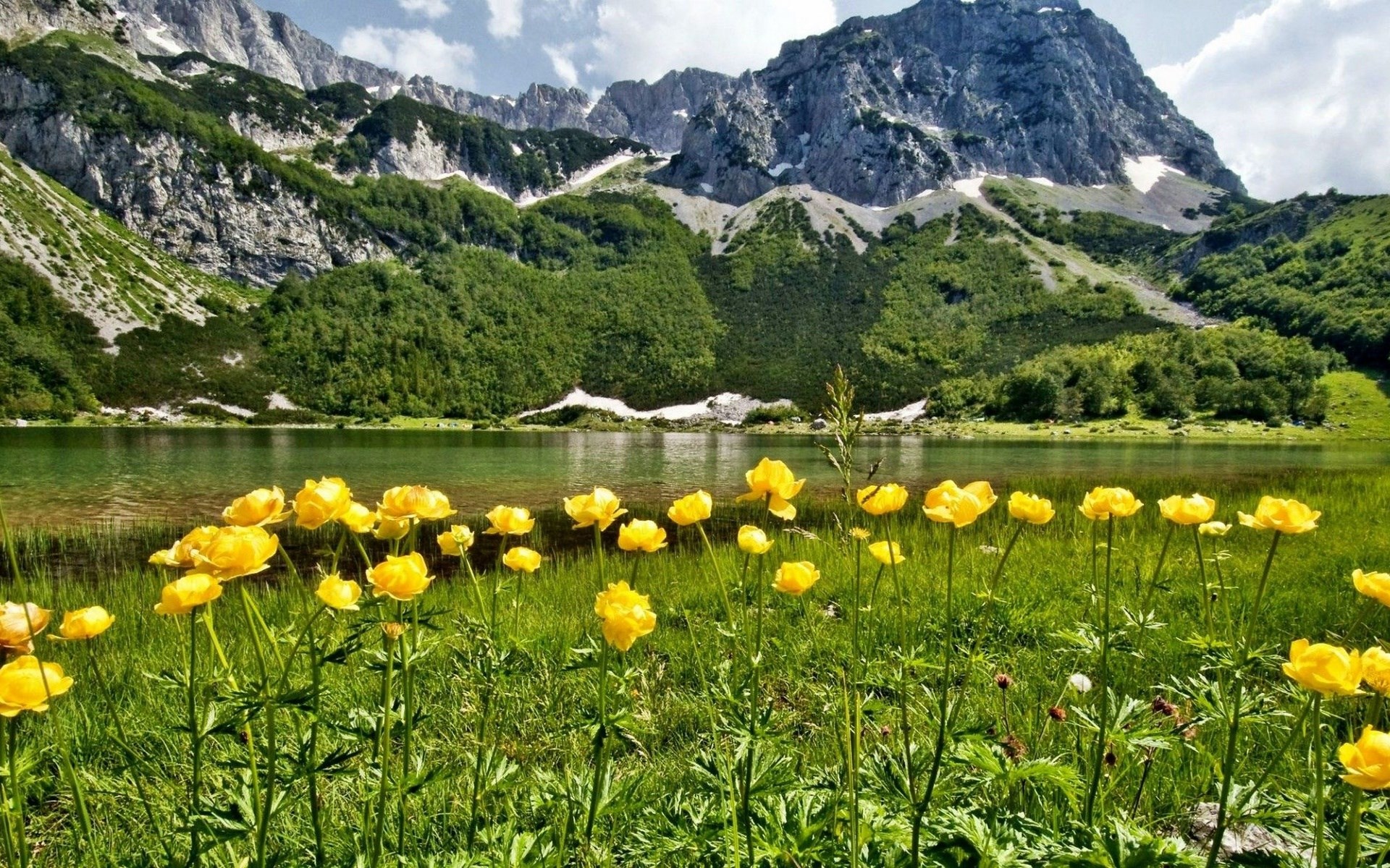 Yellow flowers by a lake with mountains HD Wallpaper