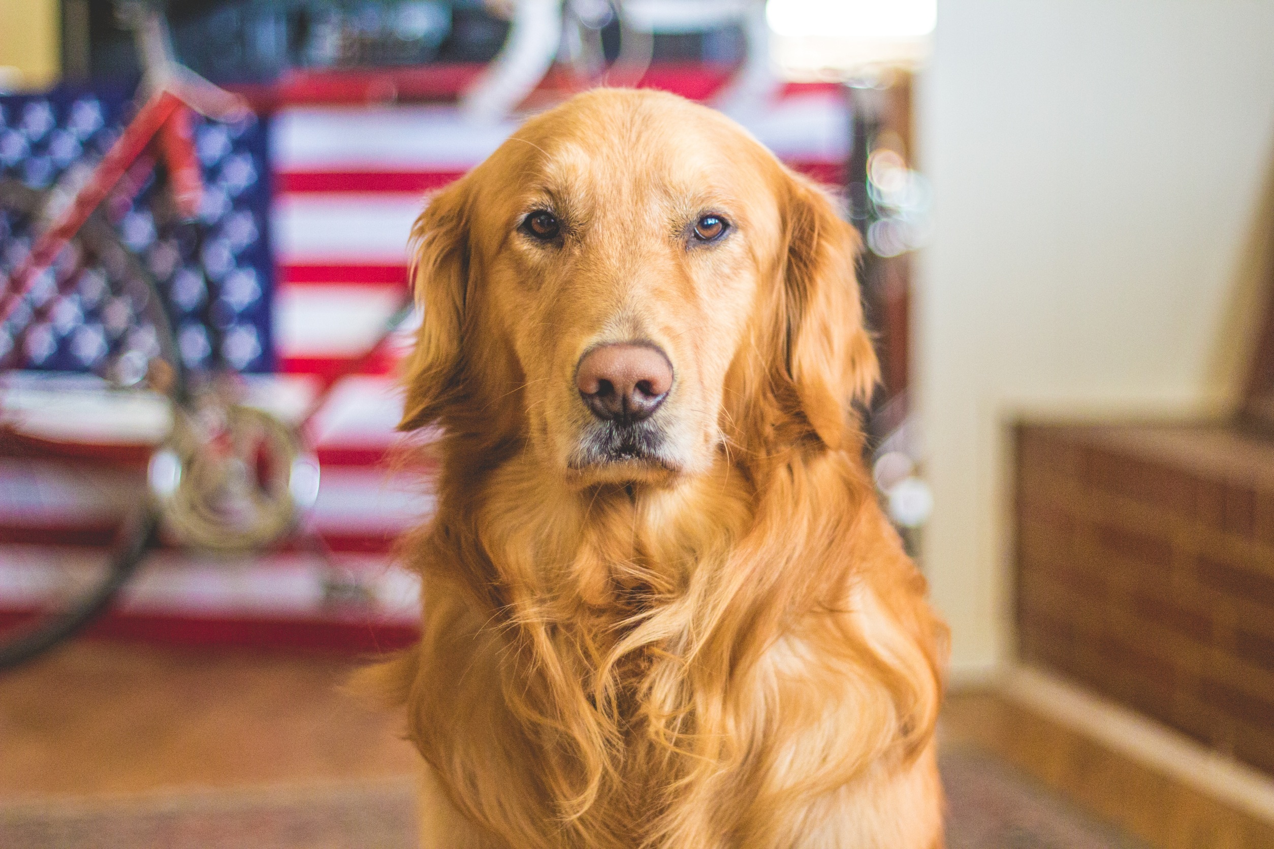 Golden Retriever in front of USA Flag HD Wallpaper