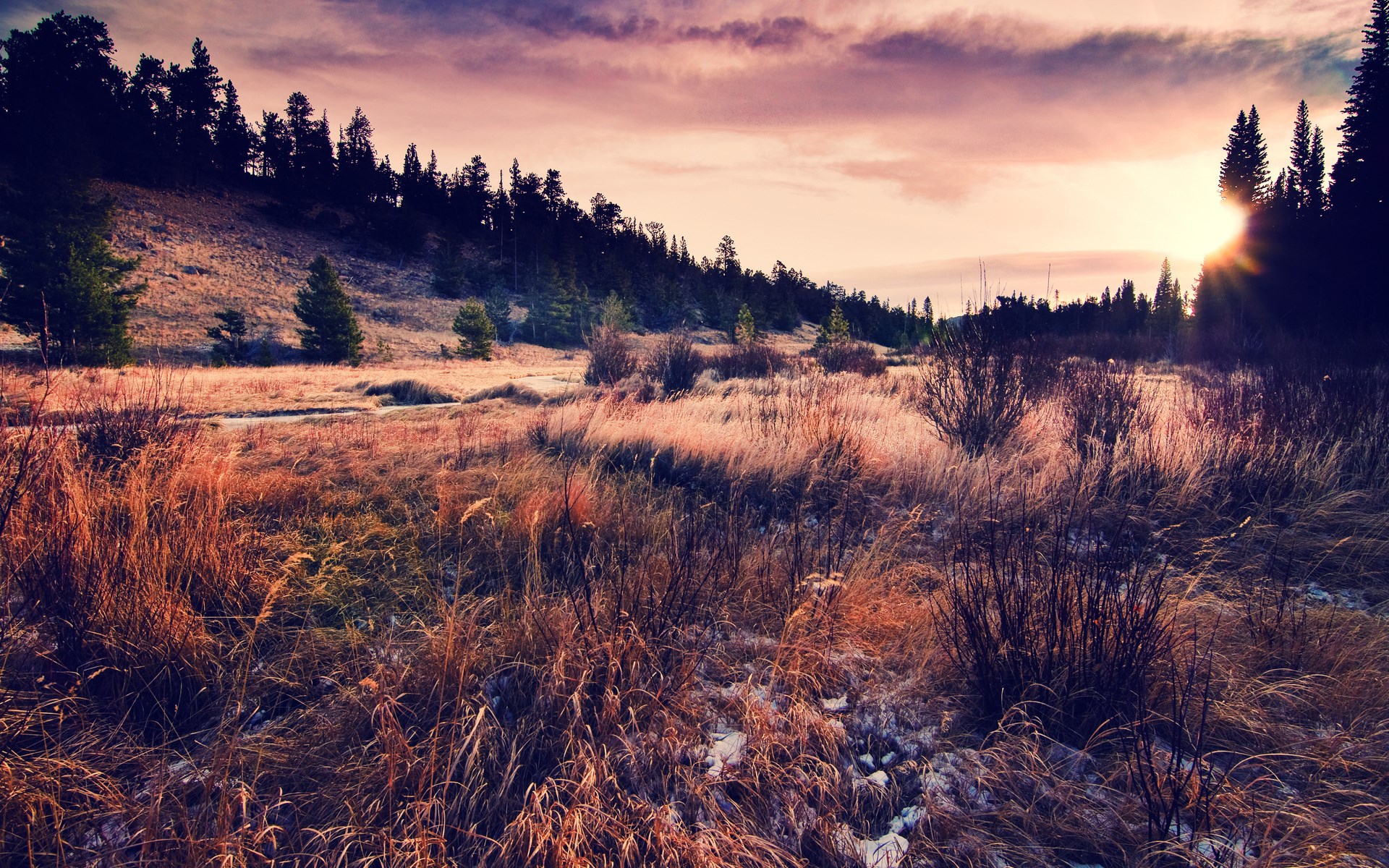 Grassy meadow with trees at sunset HD Wallpaper