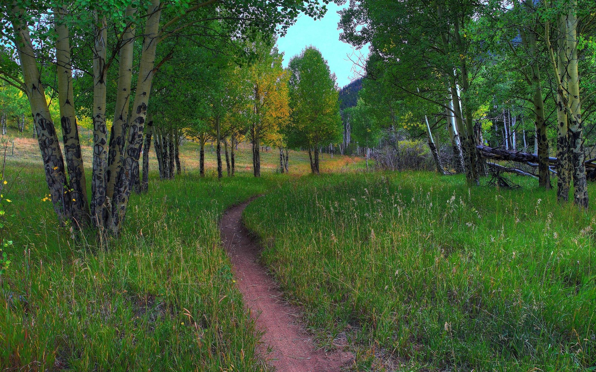 Dirt path through a forest with aspen trees HD Wallpaper