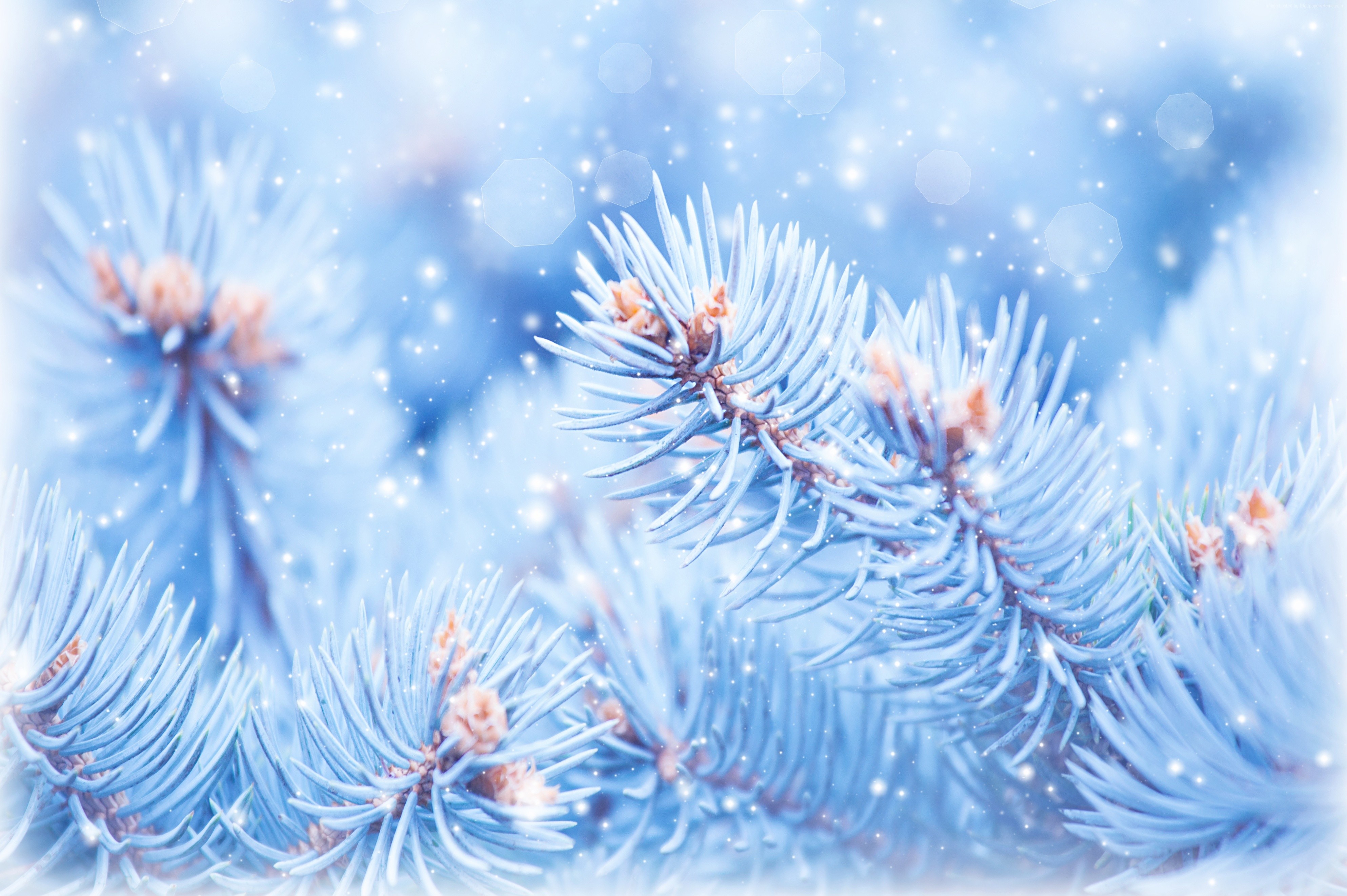 Blue spruce branches with falling snow HD Wallpaper
