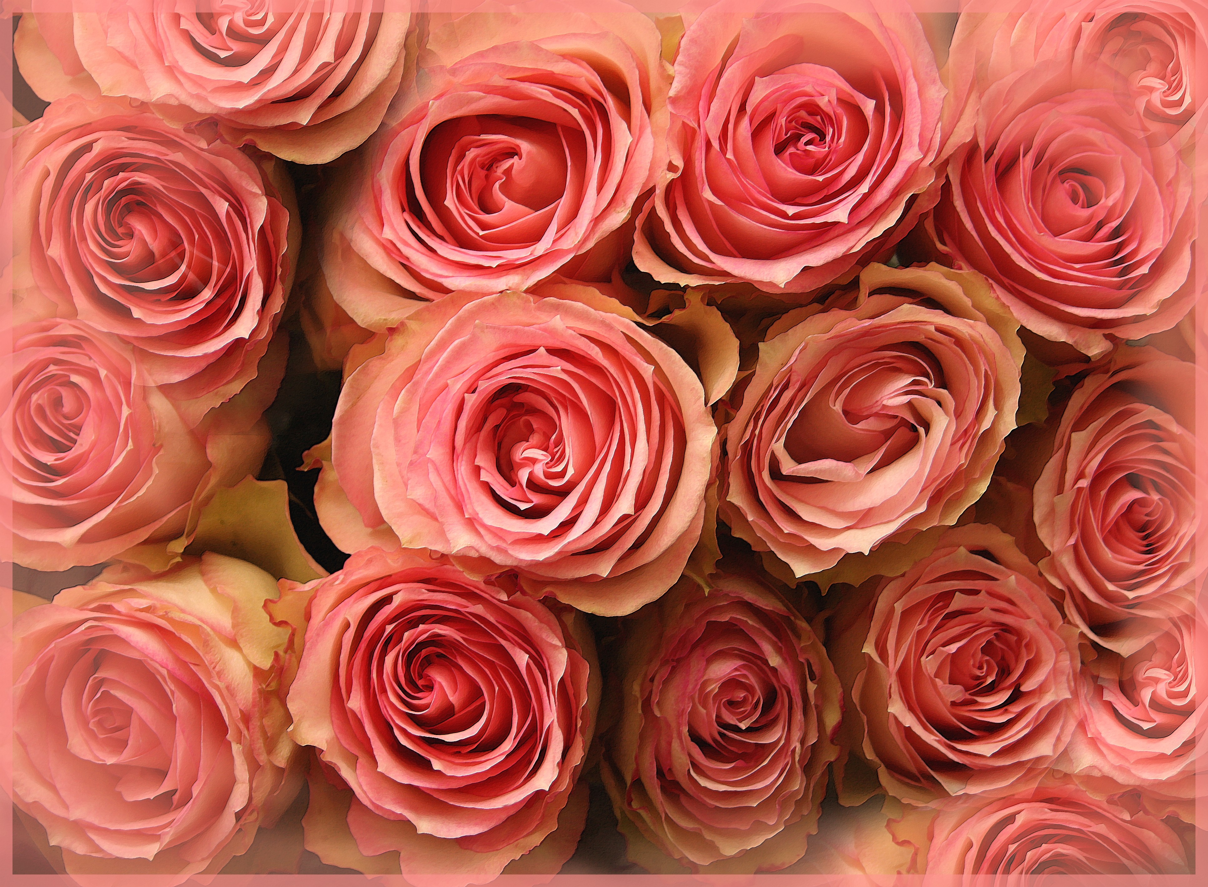 4K Pink Roses HD Wallpaper