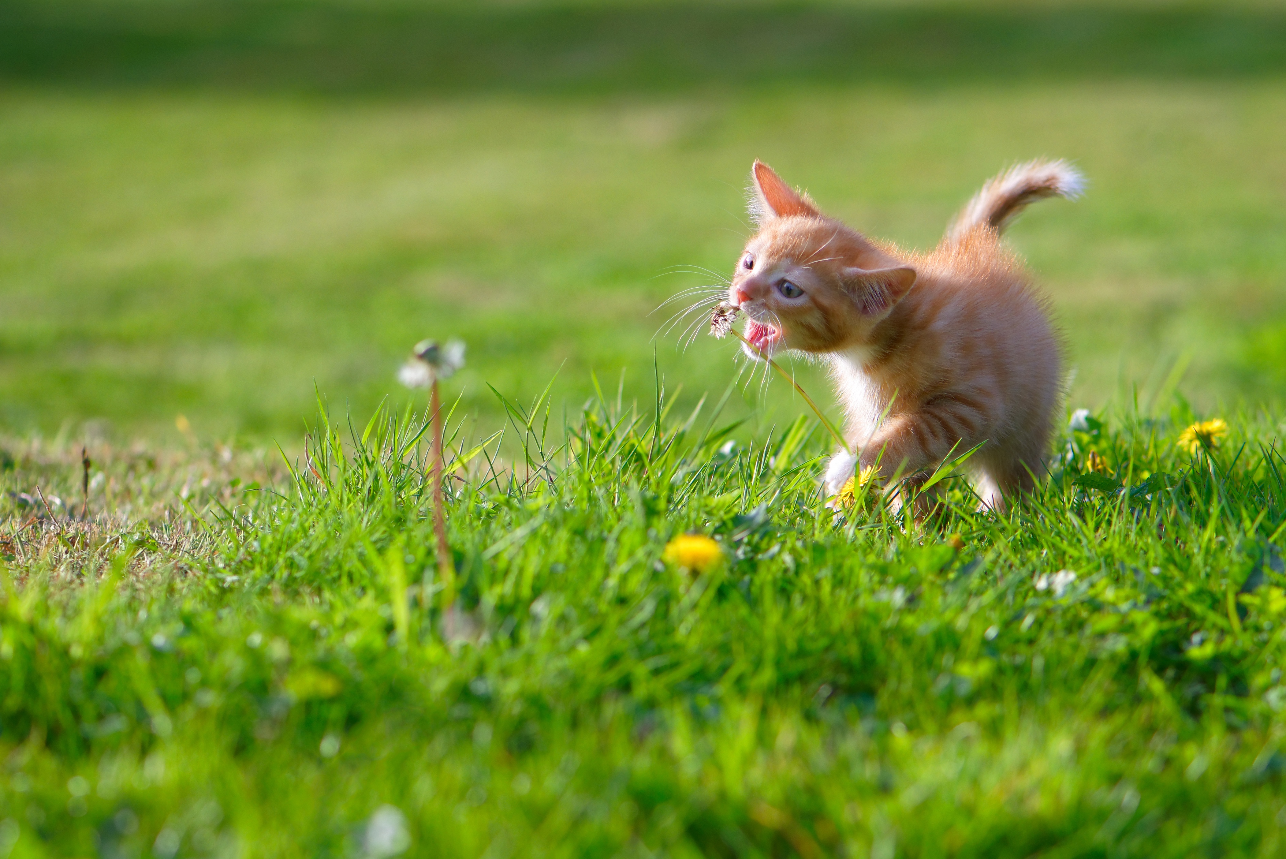 Kitten playing with a dandelion in green grass HD Wallpaper