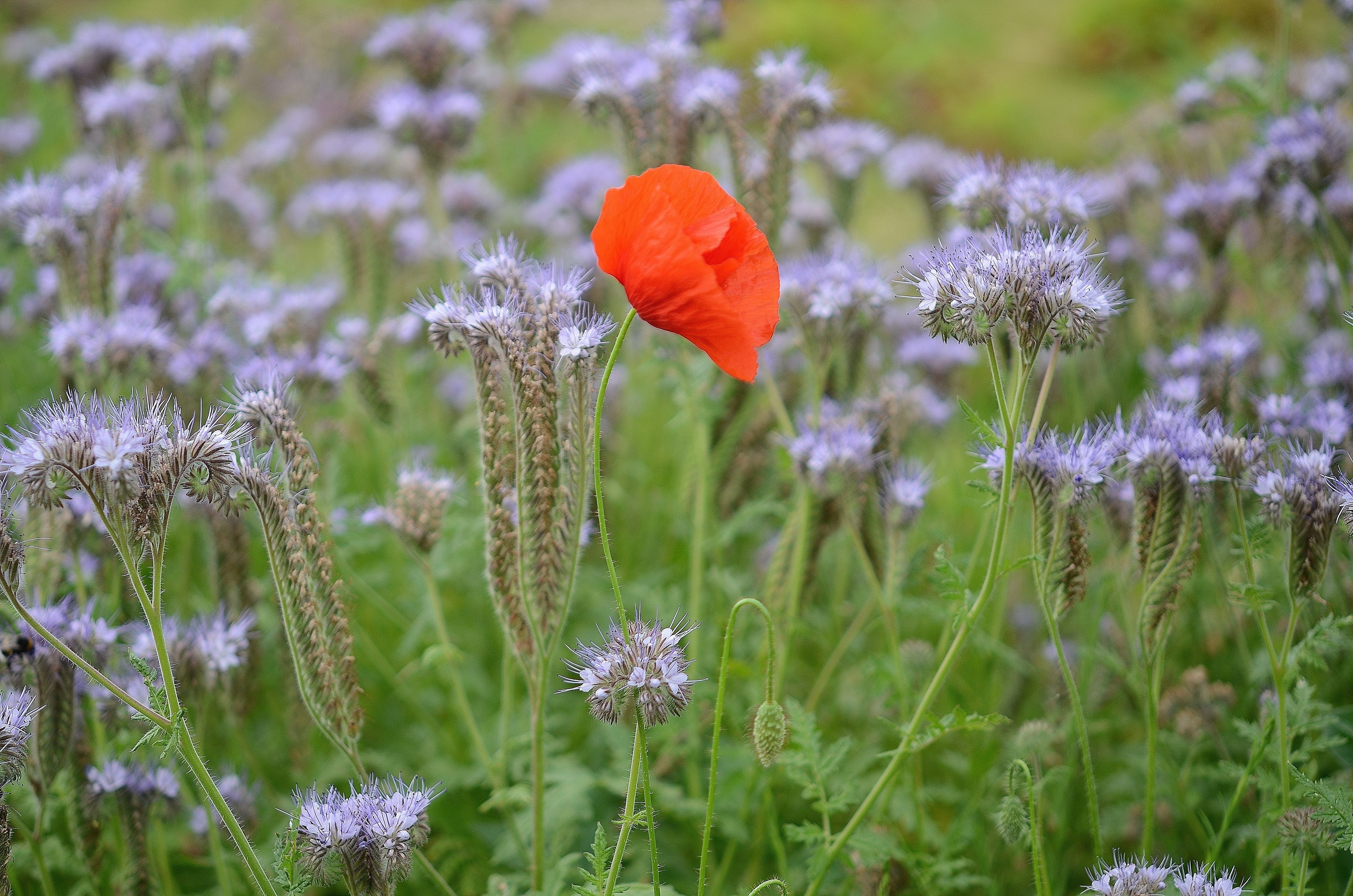 Red Poppy Flower in a Field of Purple Flowers HD Wallpaper
