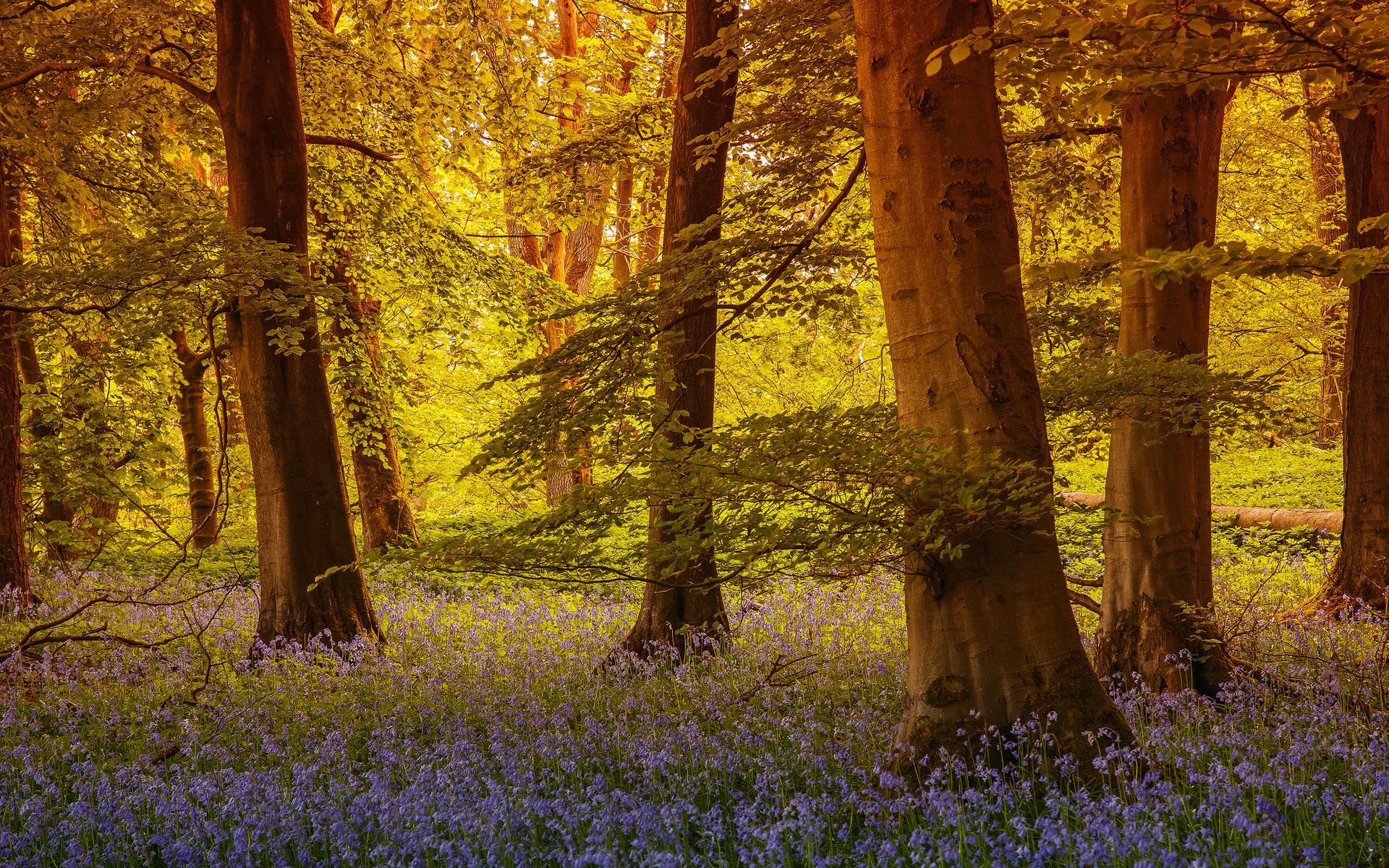 Sunlit forest floor covered in bluebells HD Wallpaper
