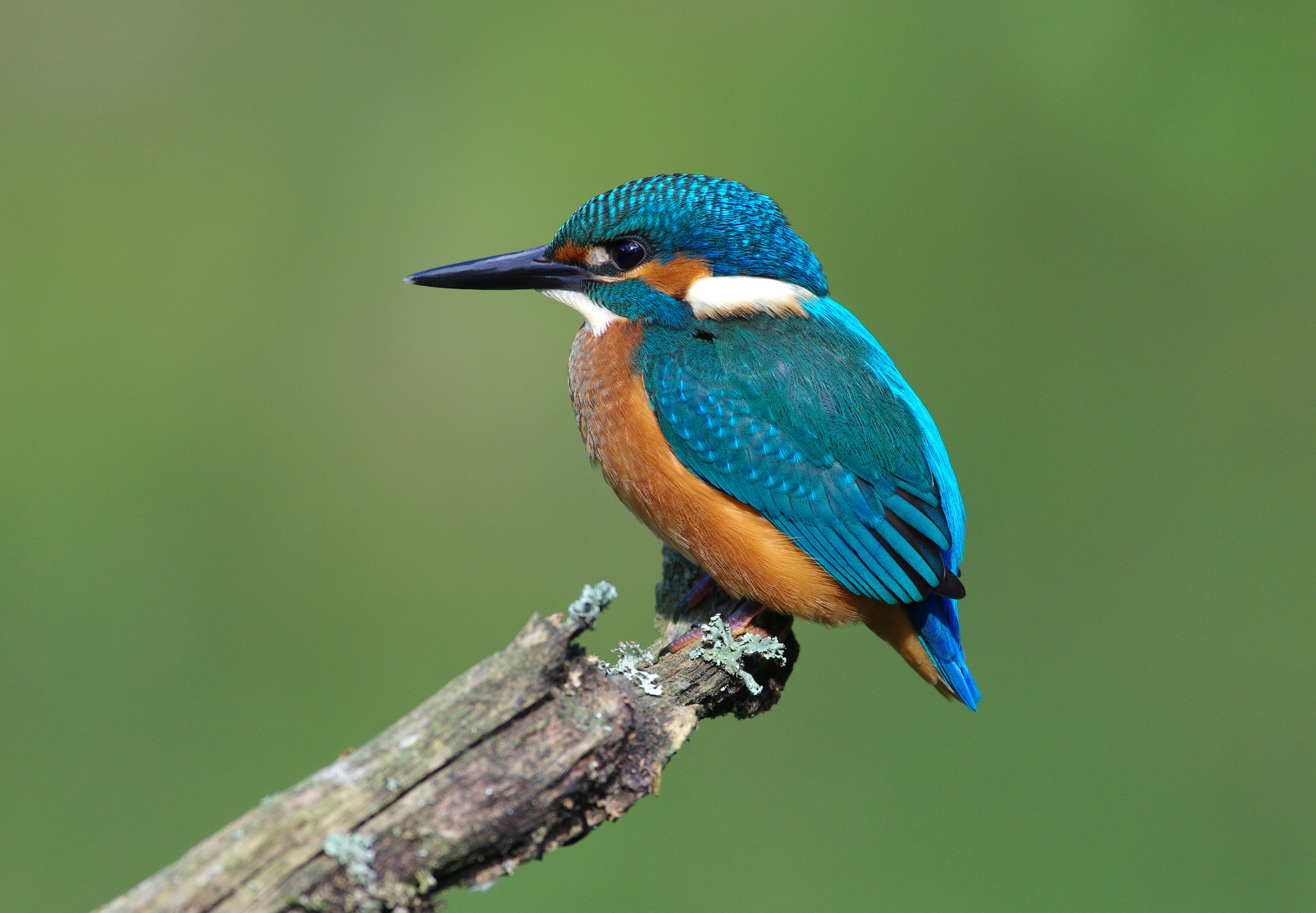 4K Kingfisher perched on a branch HD Wallpaper