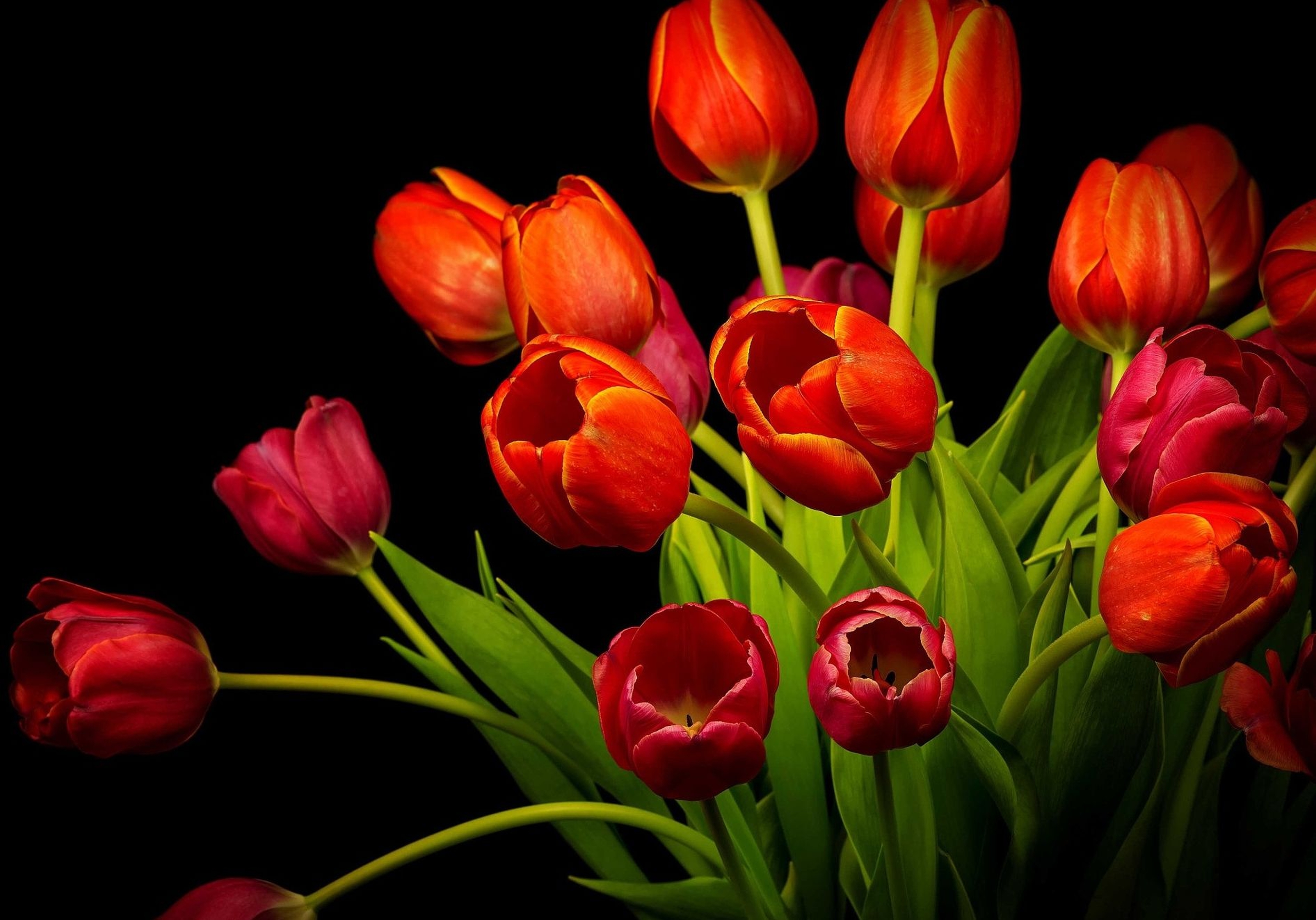 Red Tulips on Black Background HD Wallpaper