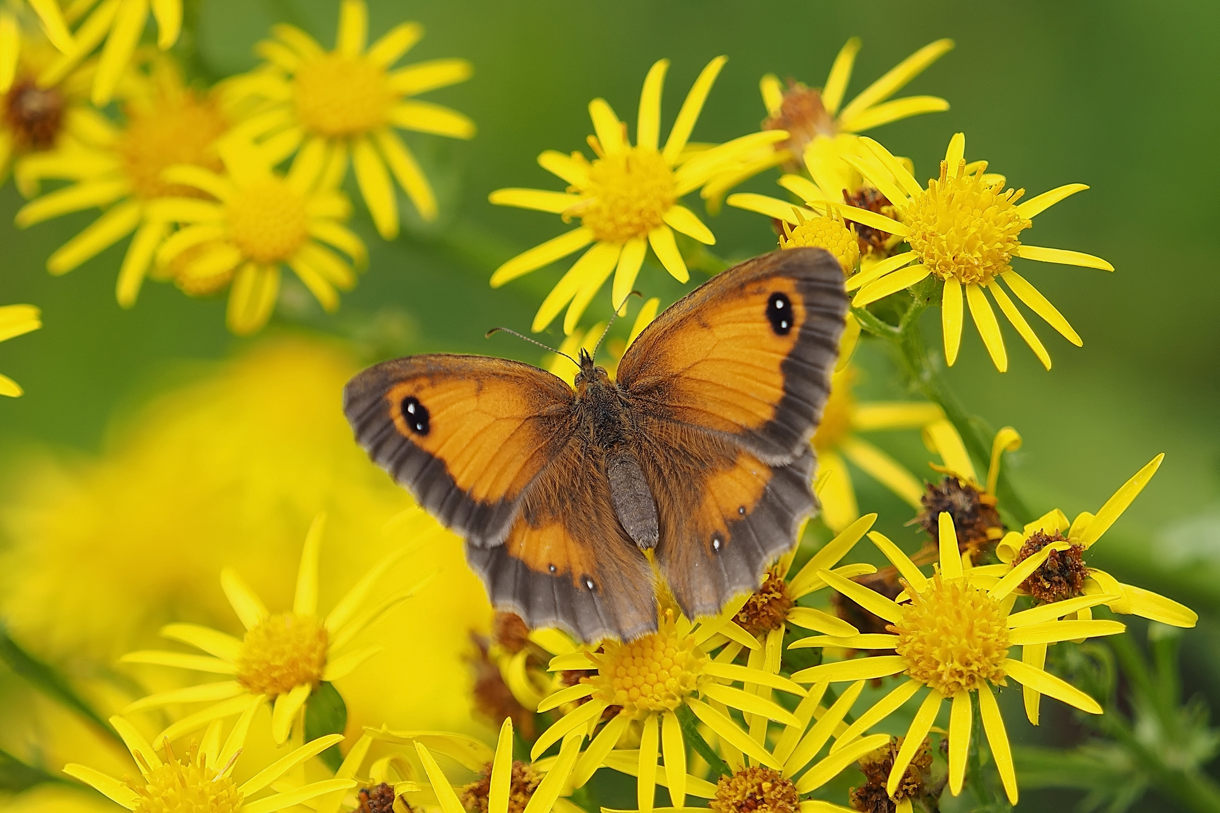 Butterfly on yellow flowers 4K HD Wallpaper