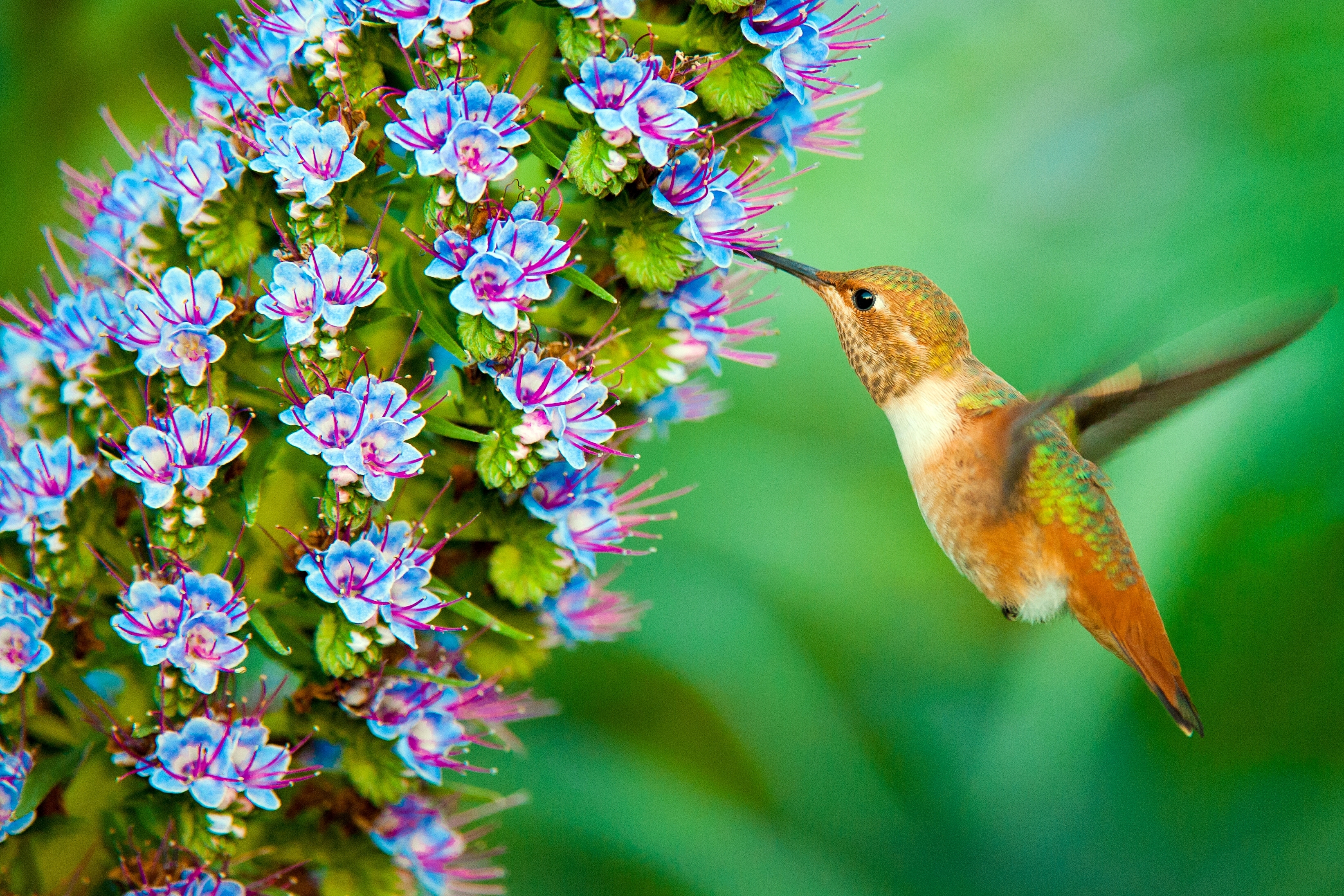 Hummingbird feeding on blue and purple flowers HD Wallpaper