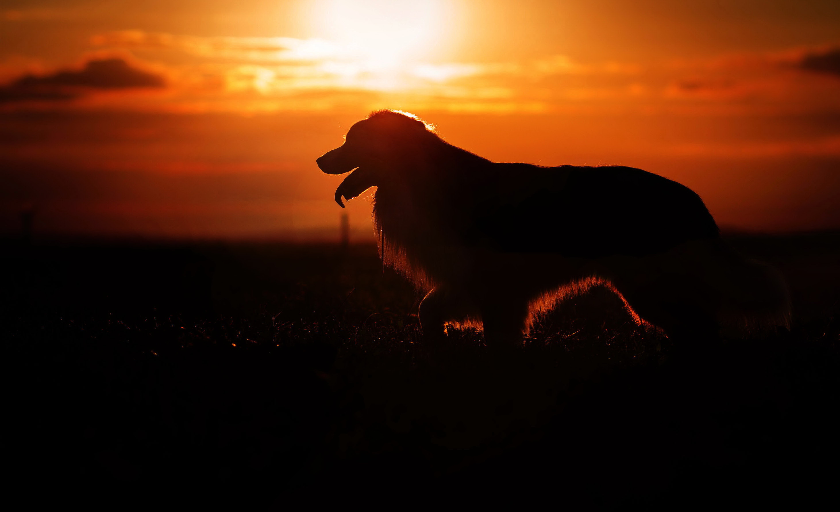 Dog silhouetted against a vibrant sunset HD Wallpaper