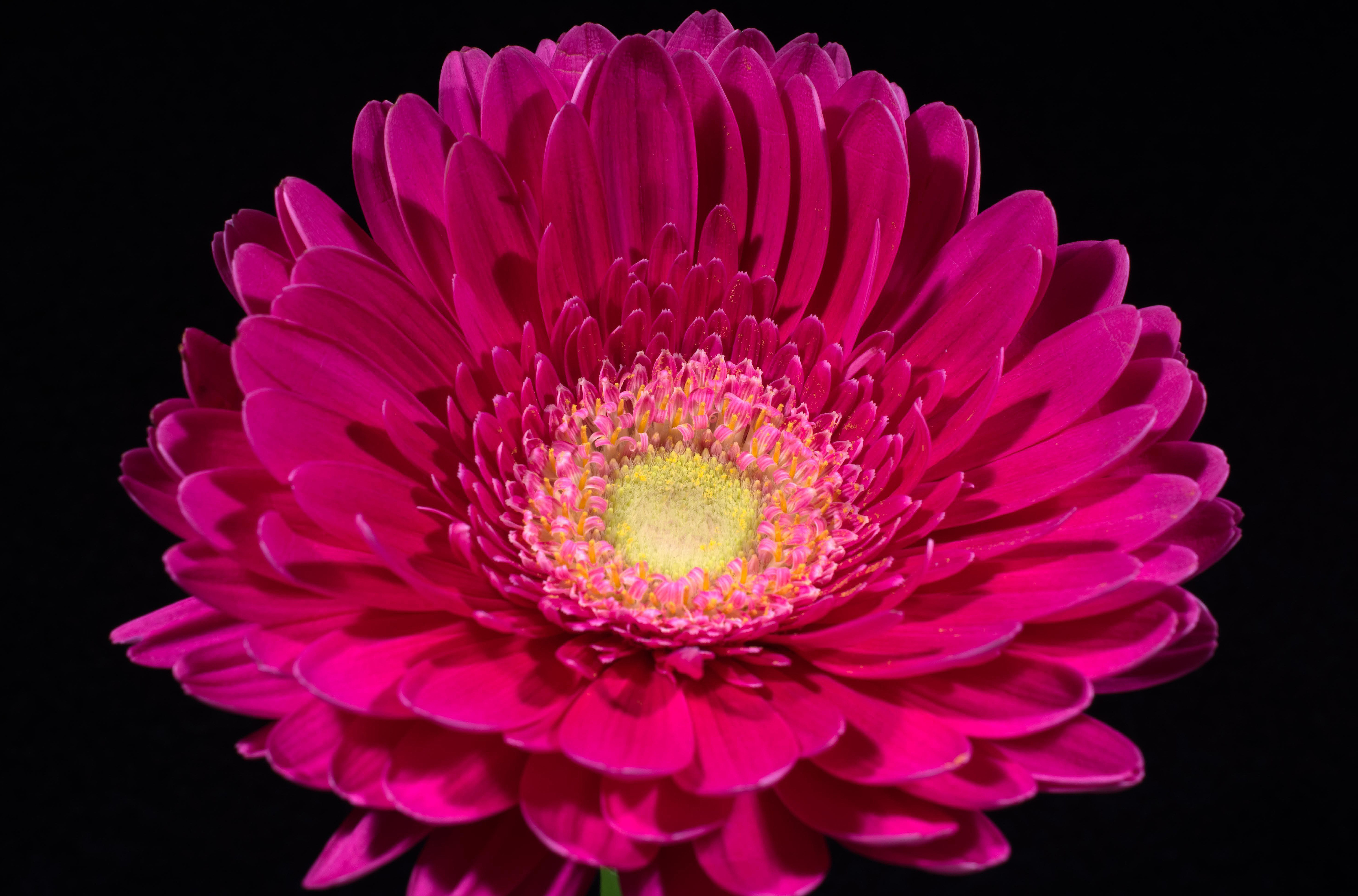 Pink Gerbera Daisy HD Wallpaper