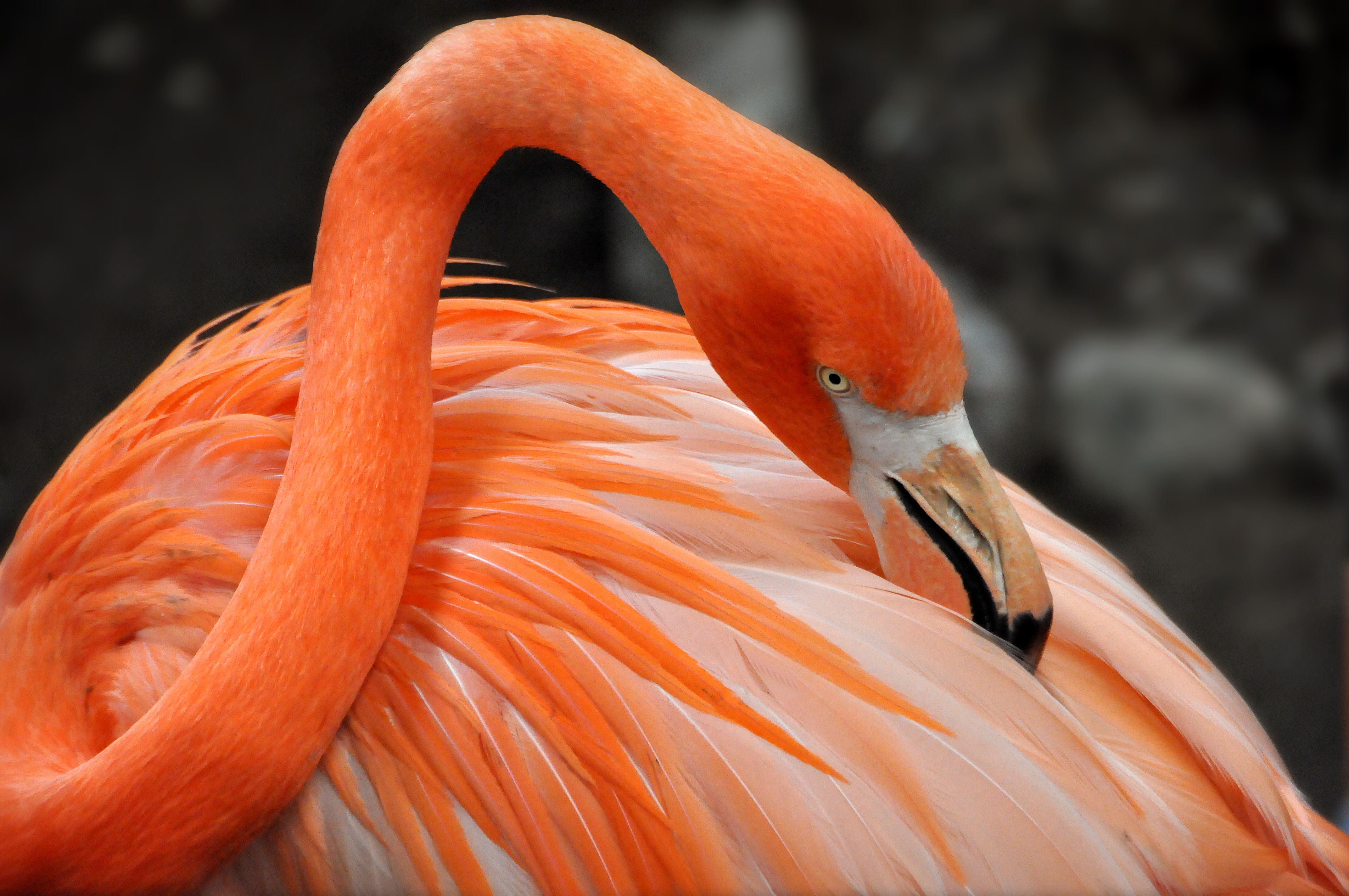 Flamingo bird 4K HD Wallpaper